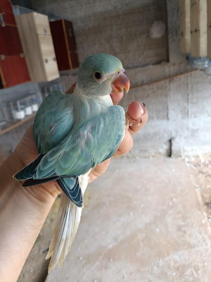 Thumbnail da imagem de Ring Neck - 0