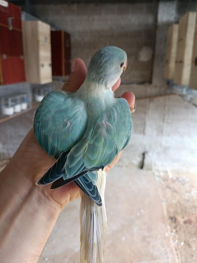 Thumbnail da imagem de Ring Neck - 1