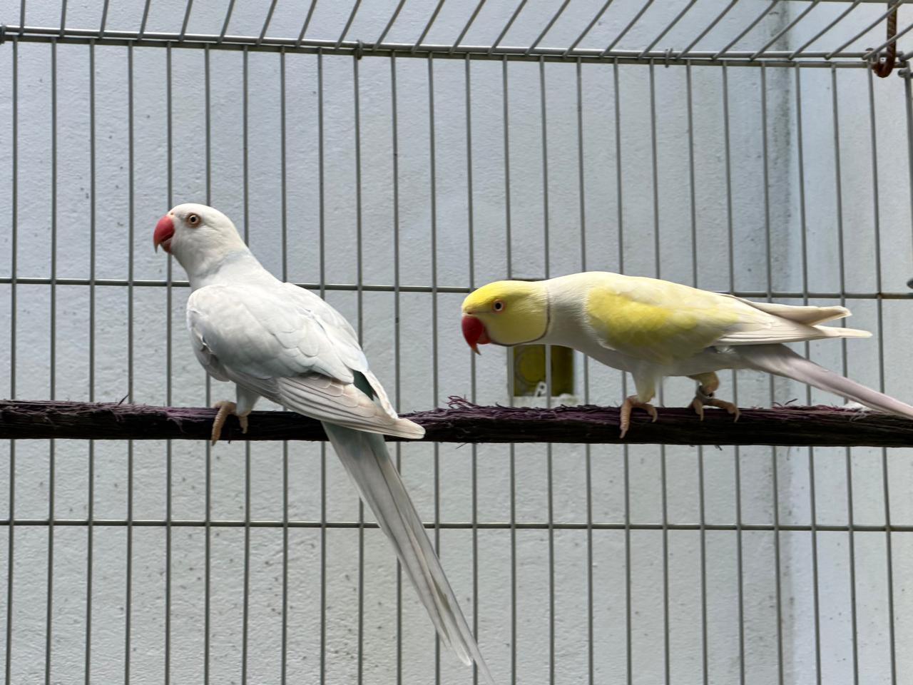 Imagem de Casal Pallid Violeta Turquesa X Azul - 0