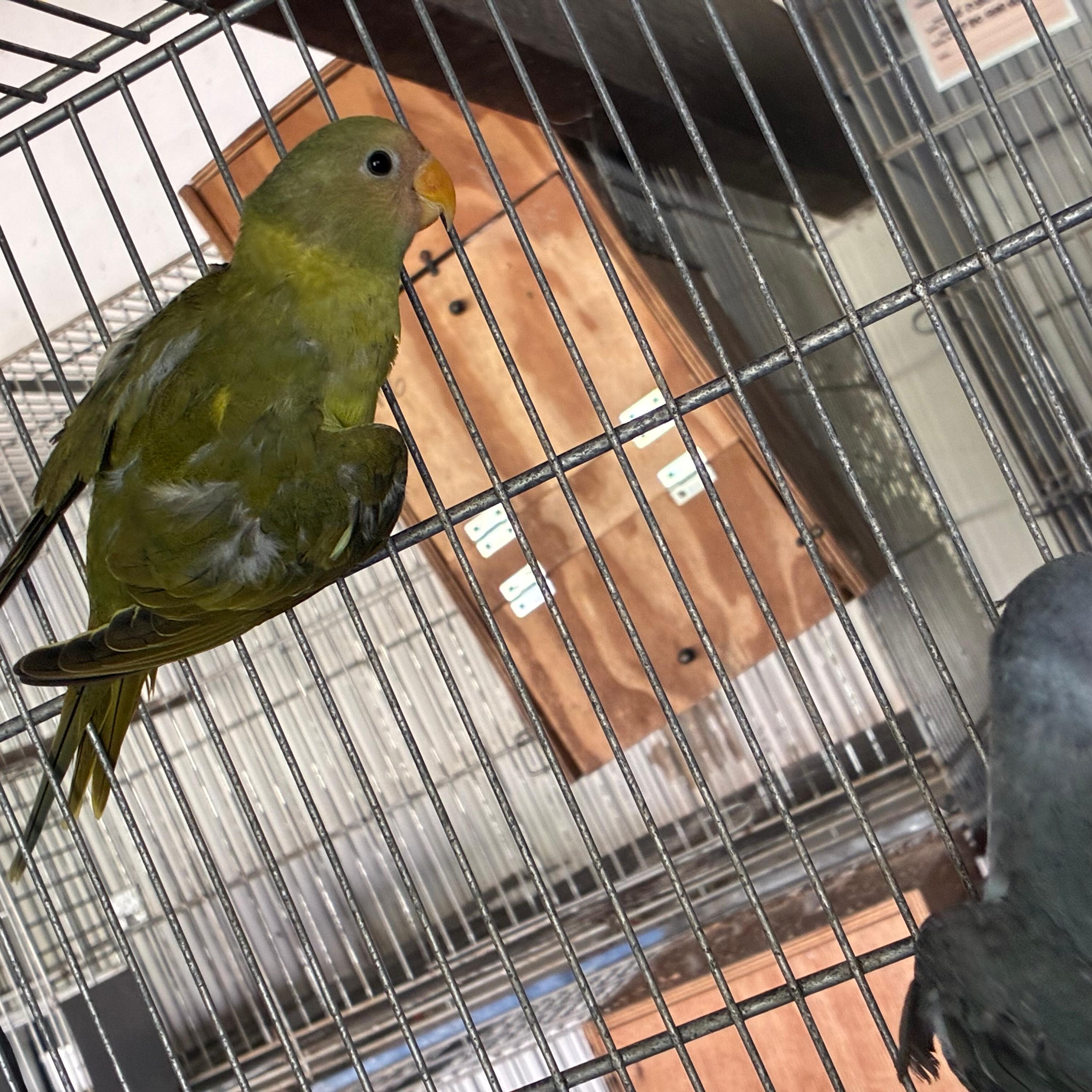 Thumbnail da imagem de Oportunidade - 0