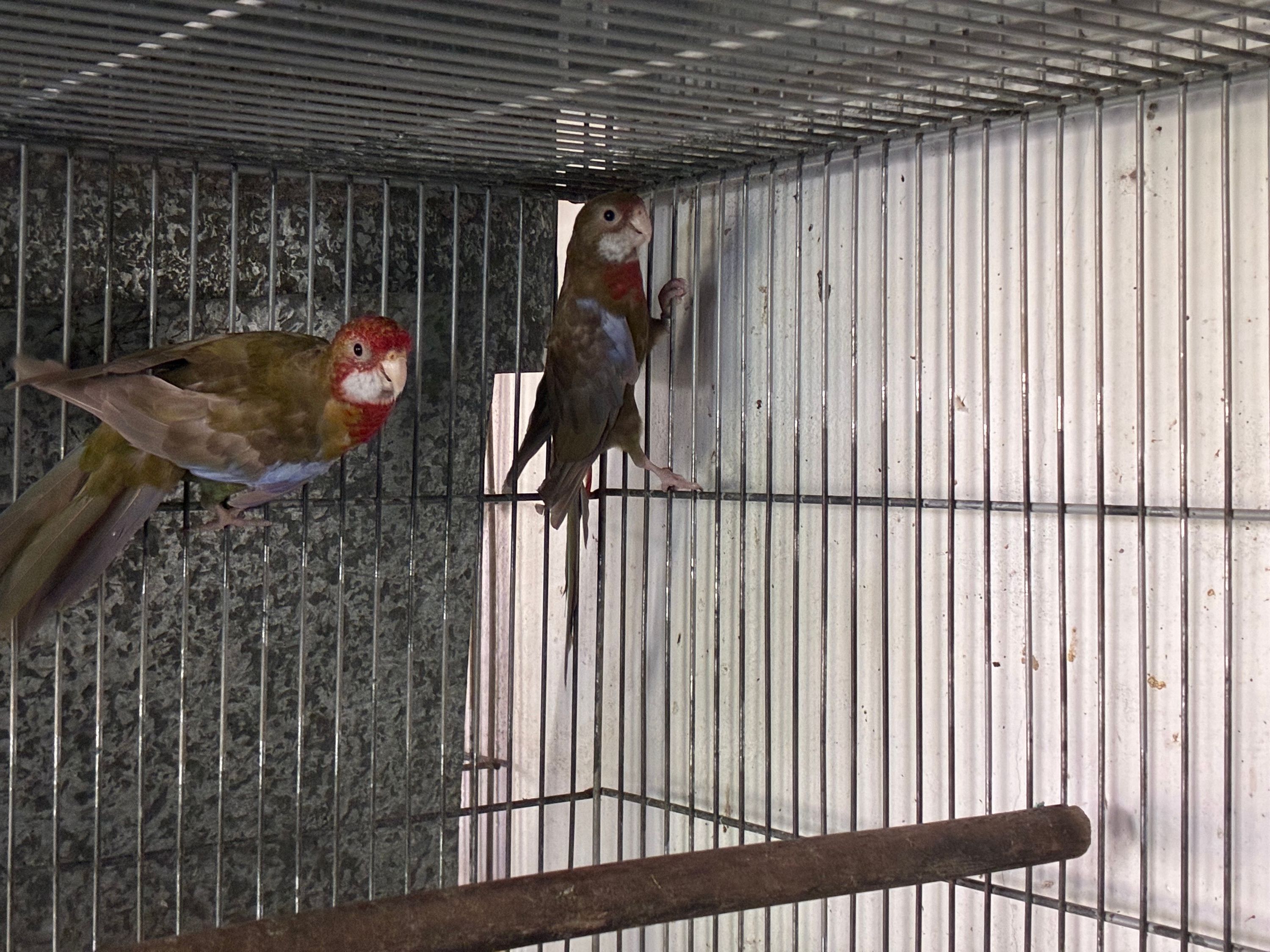 Casal rosela black pastel canela