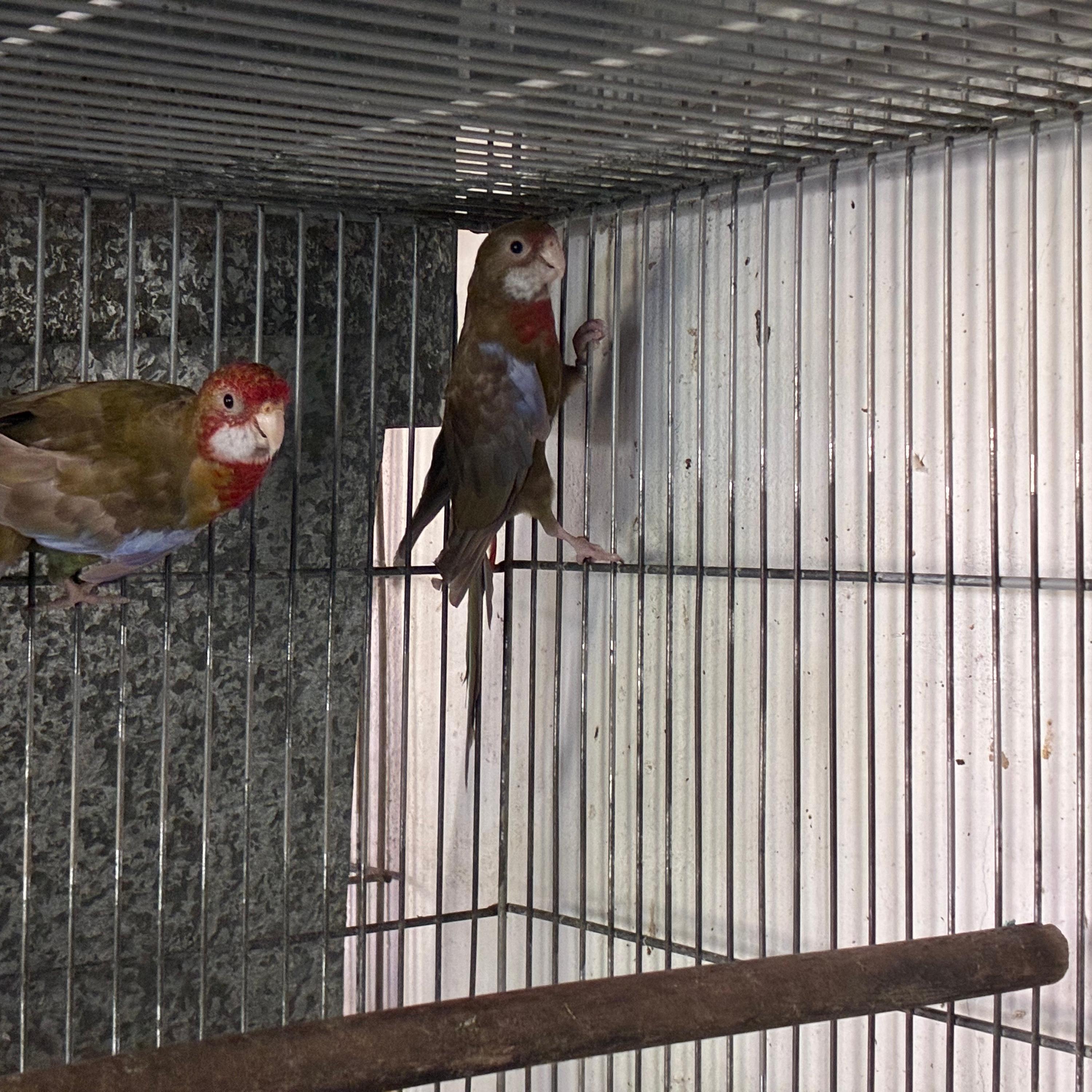 Imagem de Casal rosela black pastel canela - 0