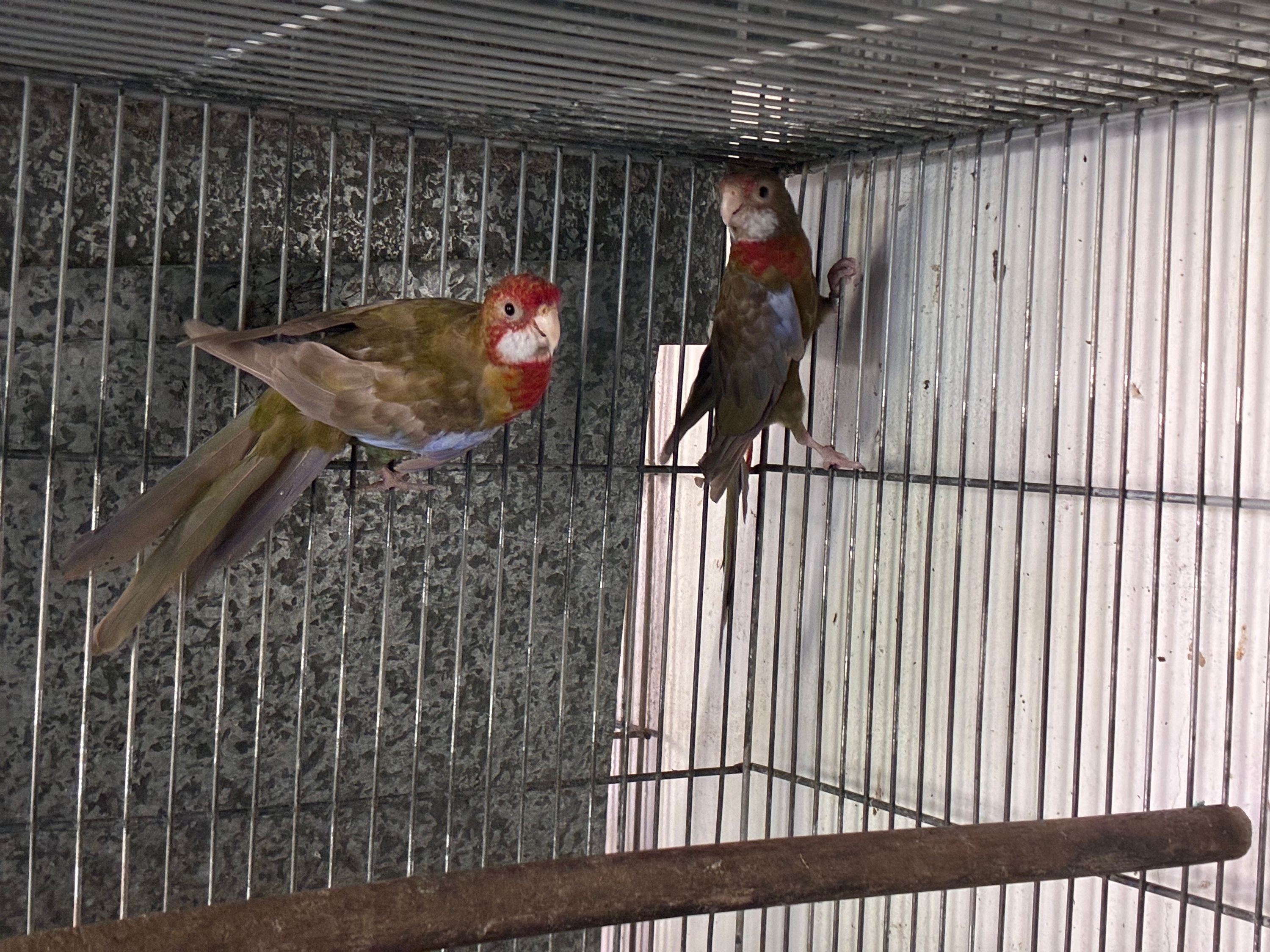 Casal rosela black pastel canela