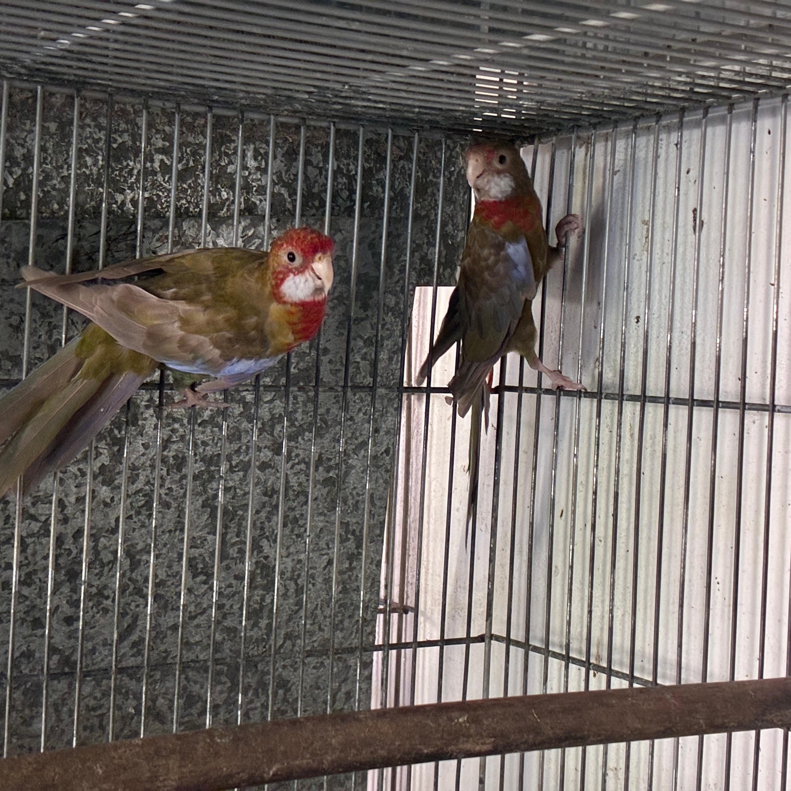 Thumbnail da imagem de Casal rosela black pastel canela - 1