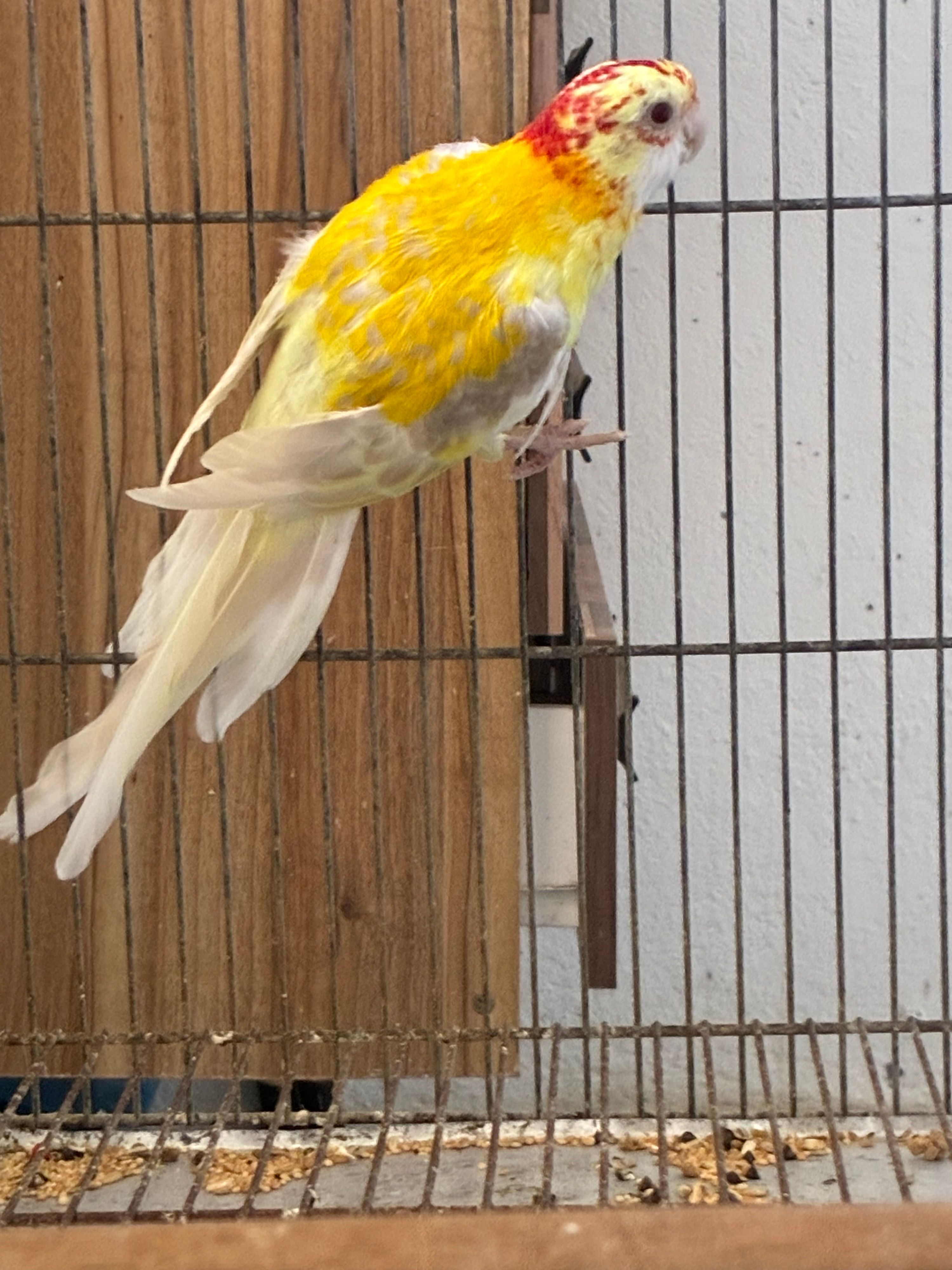 Adcitus lutina/opalina