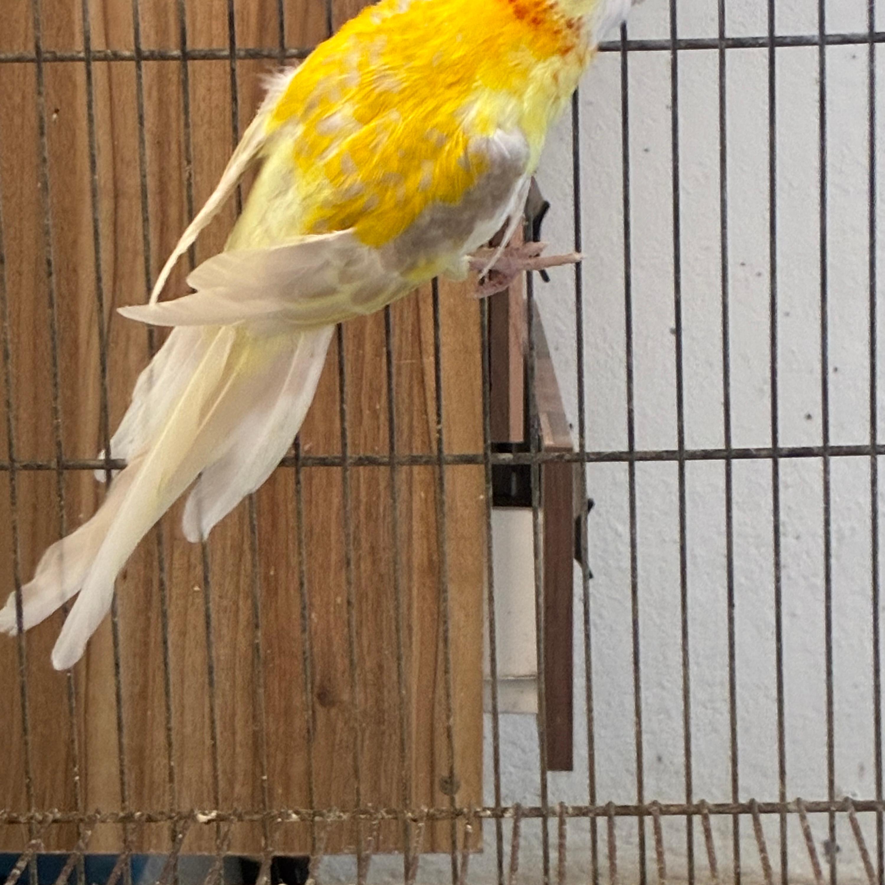 Adcitus lutina/opalina