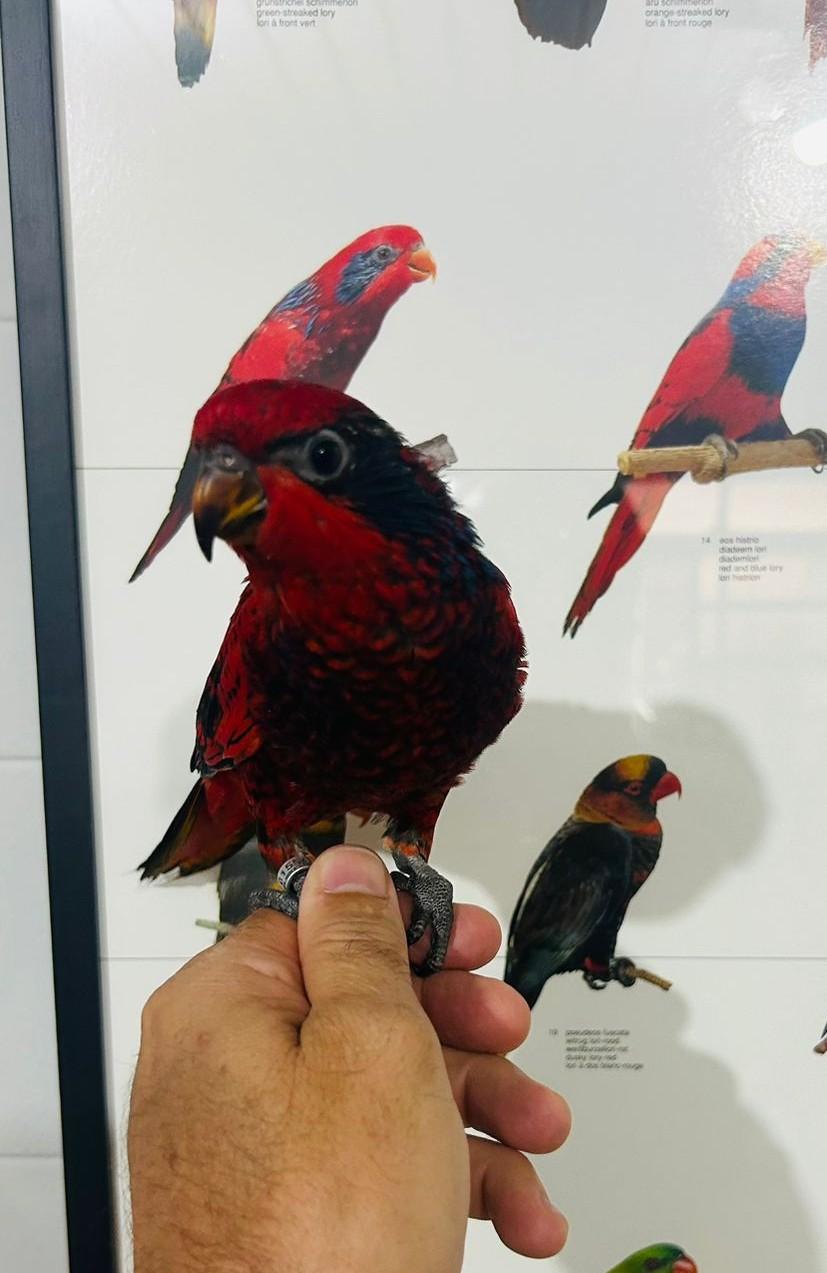 Thumbnail da imagem de Macho Reticulata - 1