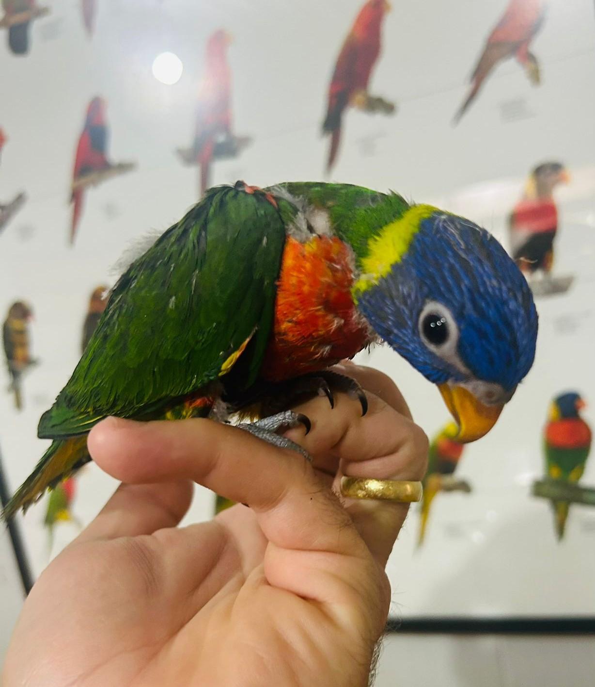 Thumbnail da imagem de Molucano Pet - 0