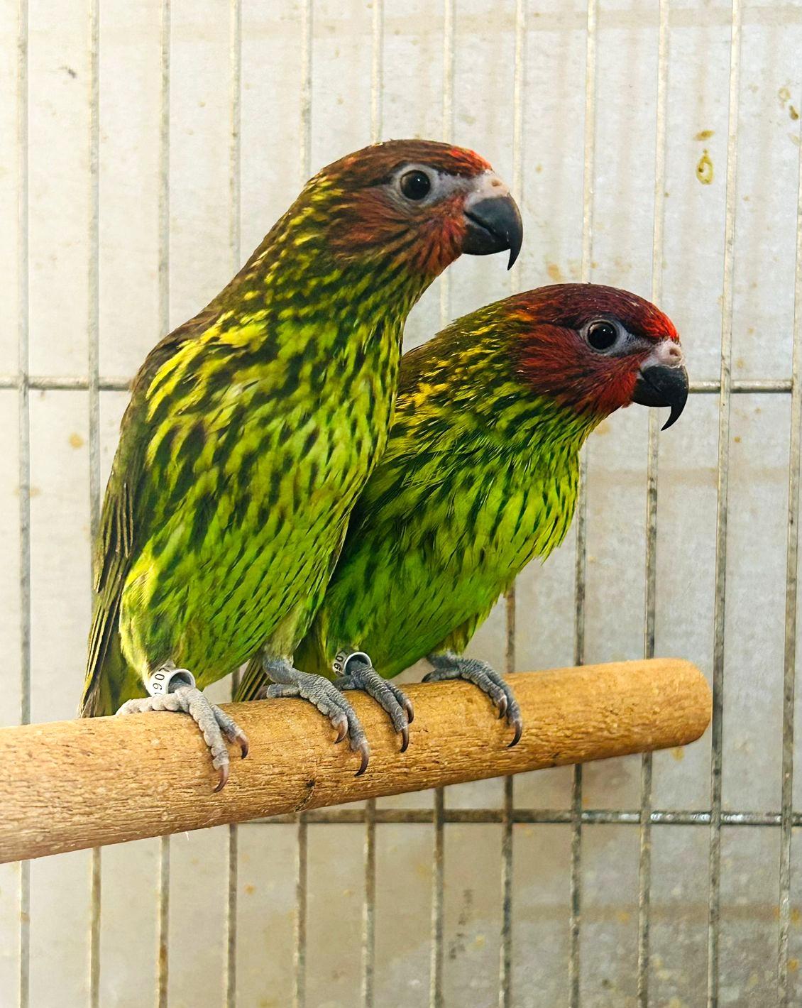 Imagem de Casal Goldie - 0