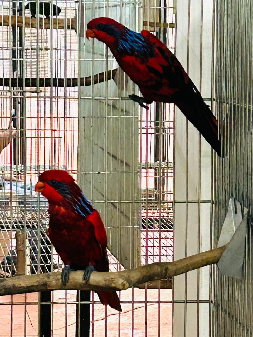 Dispondo de Casal Reprodutor Adulto