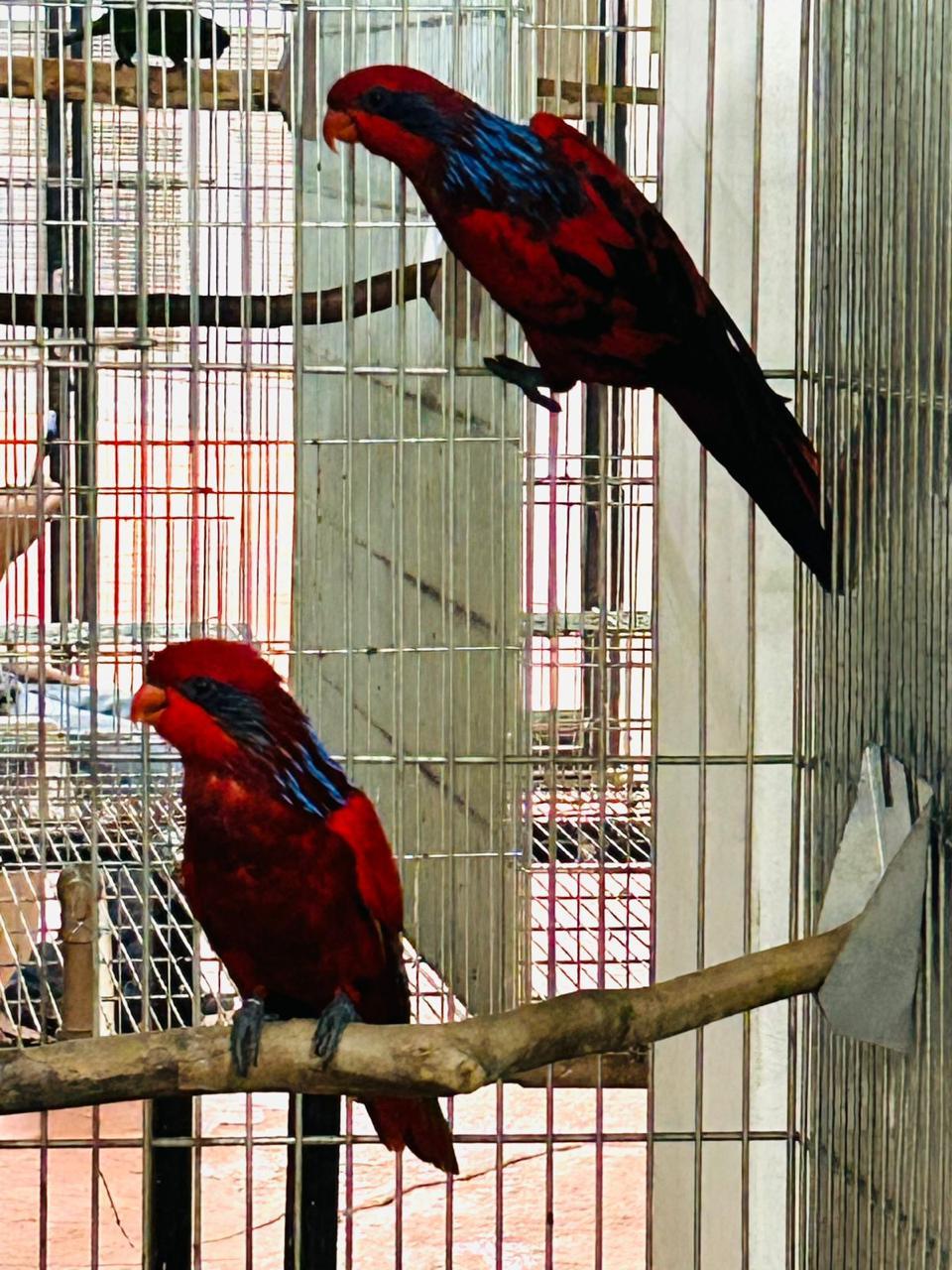 Dispondo de Casal Reprodutor Adulto