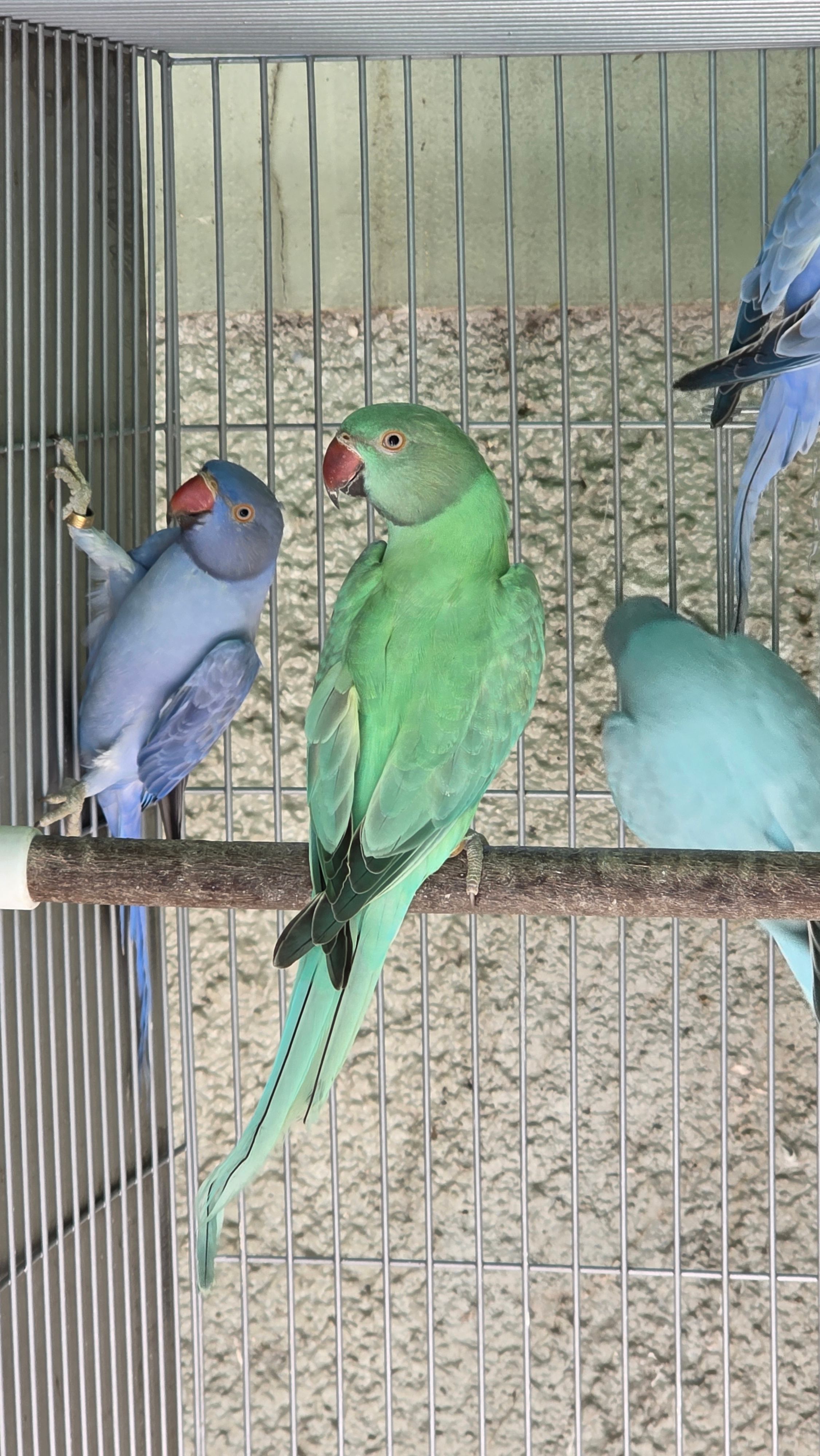 Opalino Esmeralda / Clear