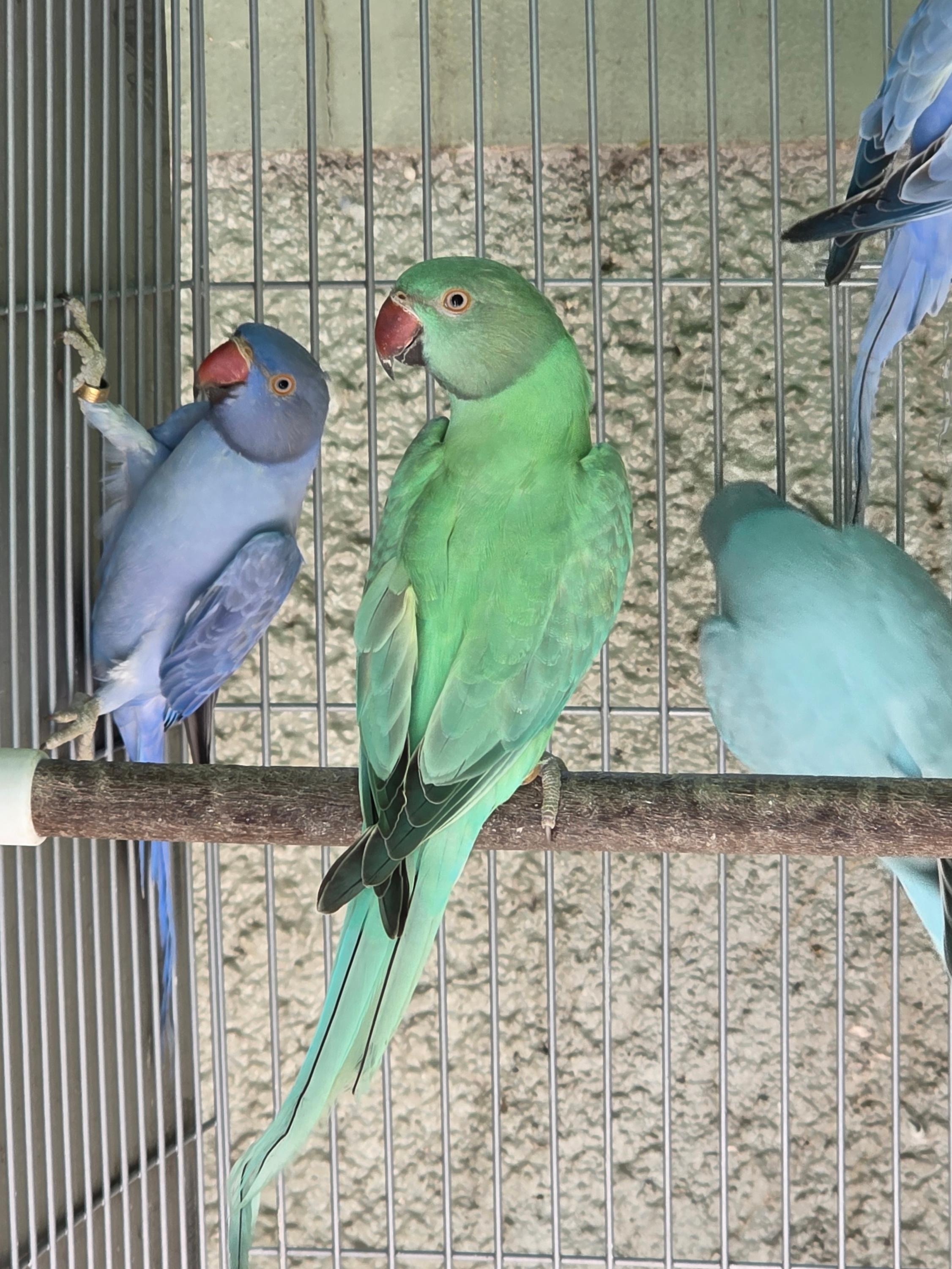 Imagem de Opalino Esmeralda / Clear - 0