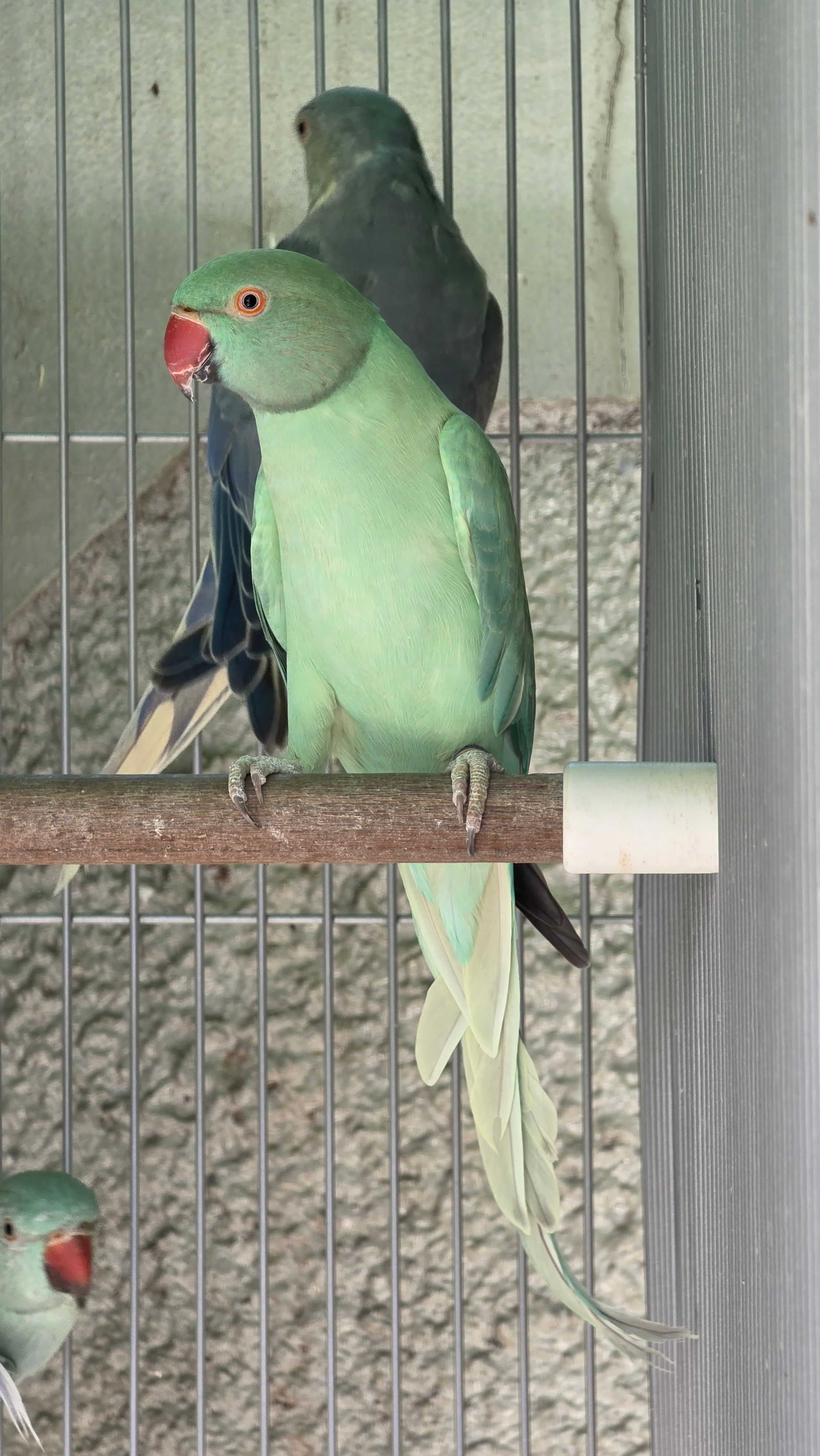 Opalino Esmeralda / Clear