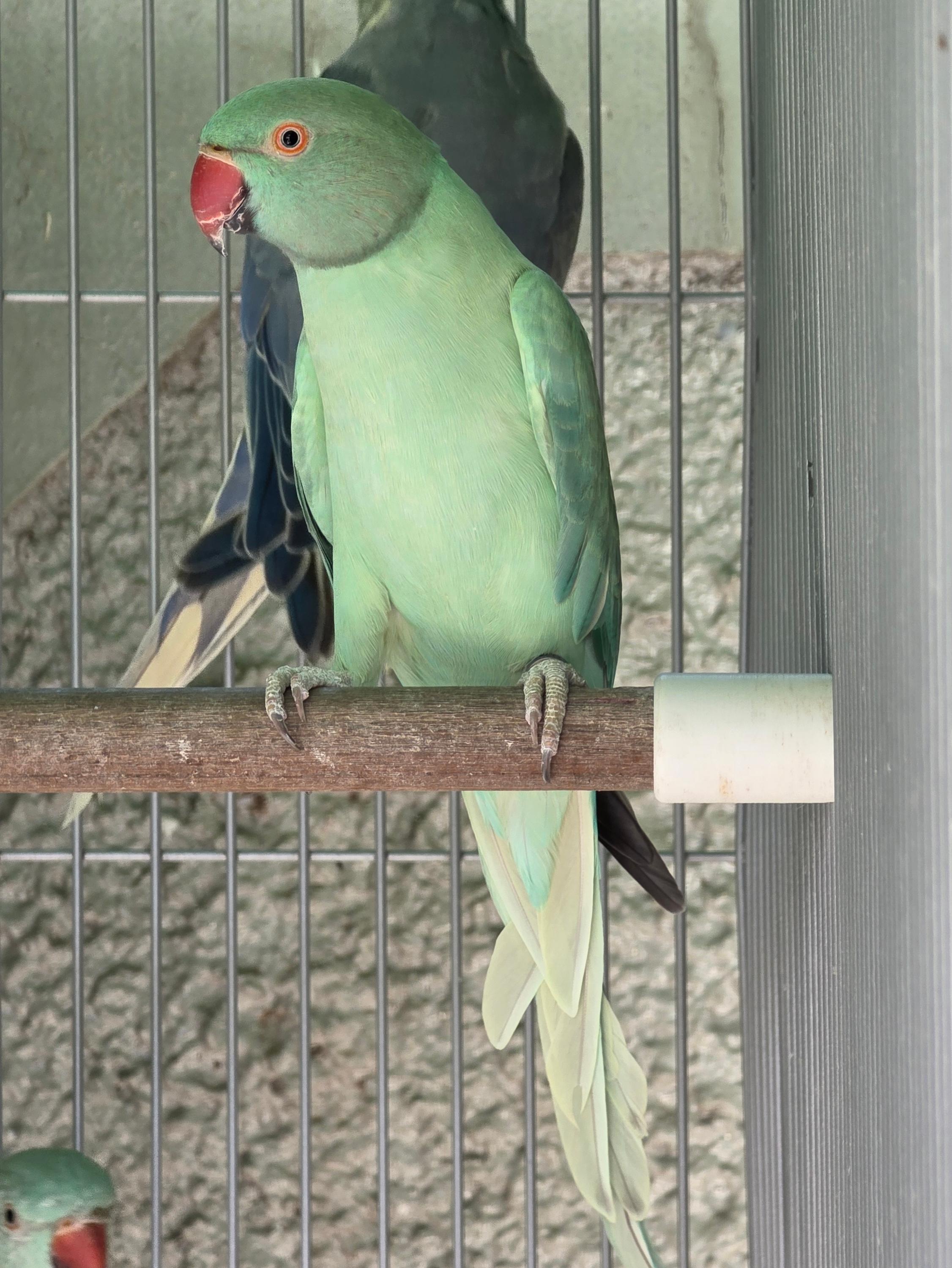 Imagem de Opalino Esmeralda / Clear - 1