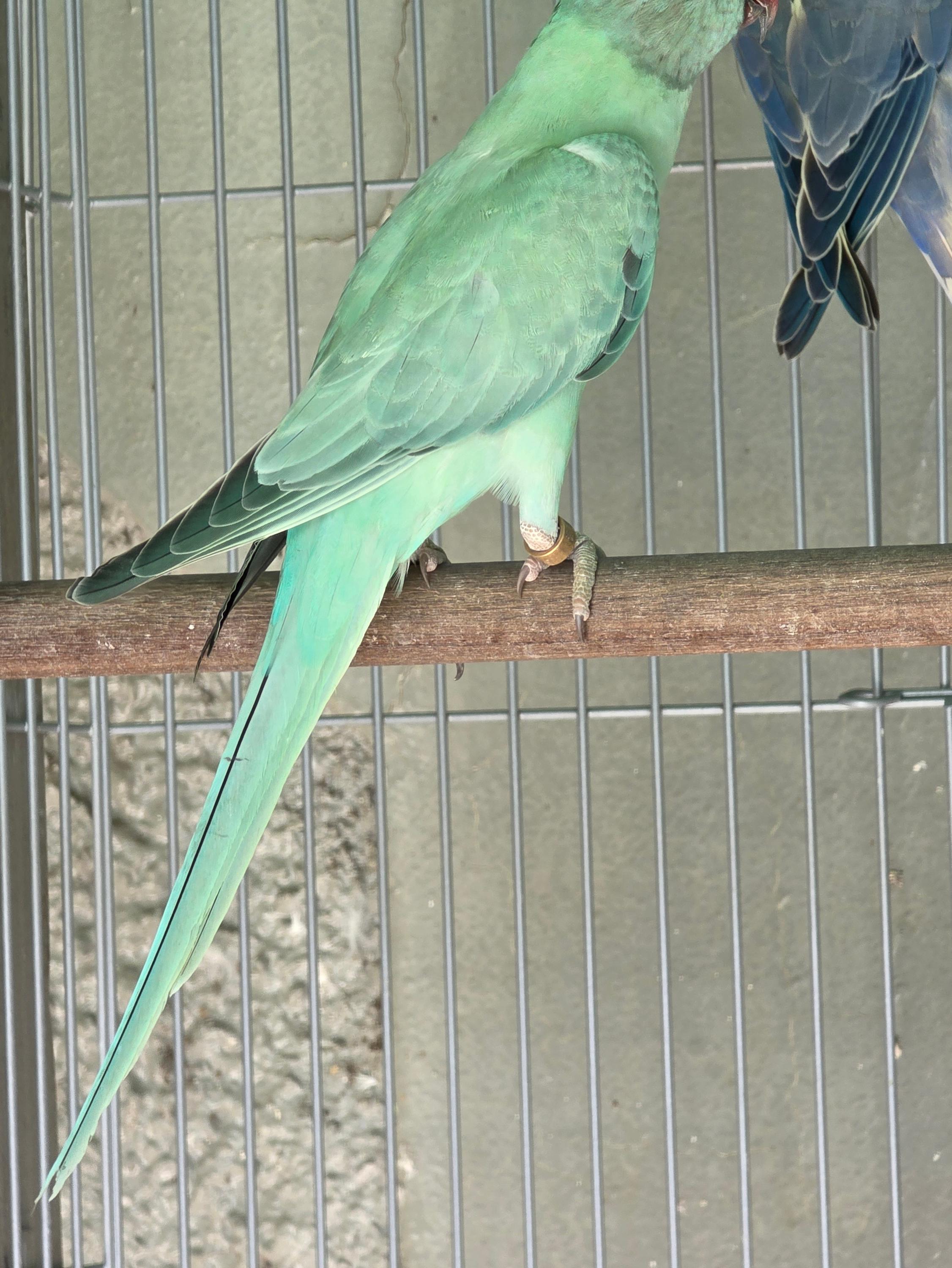 Femea opalina esmeralda