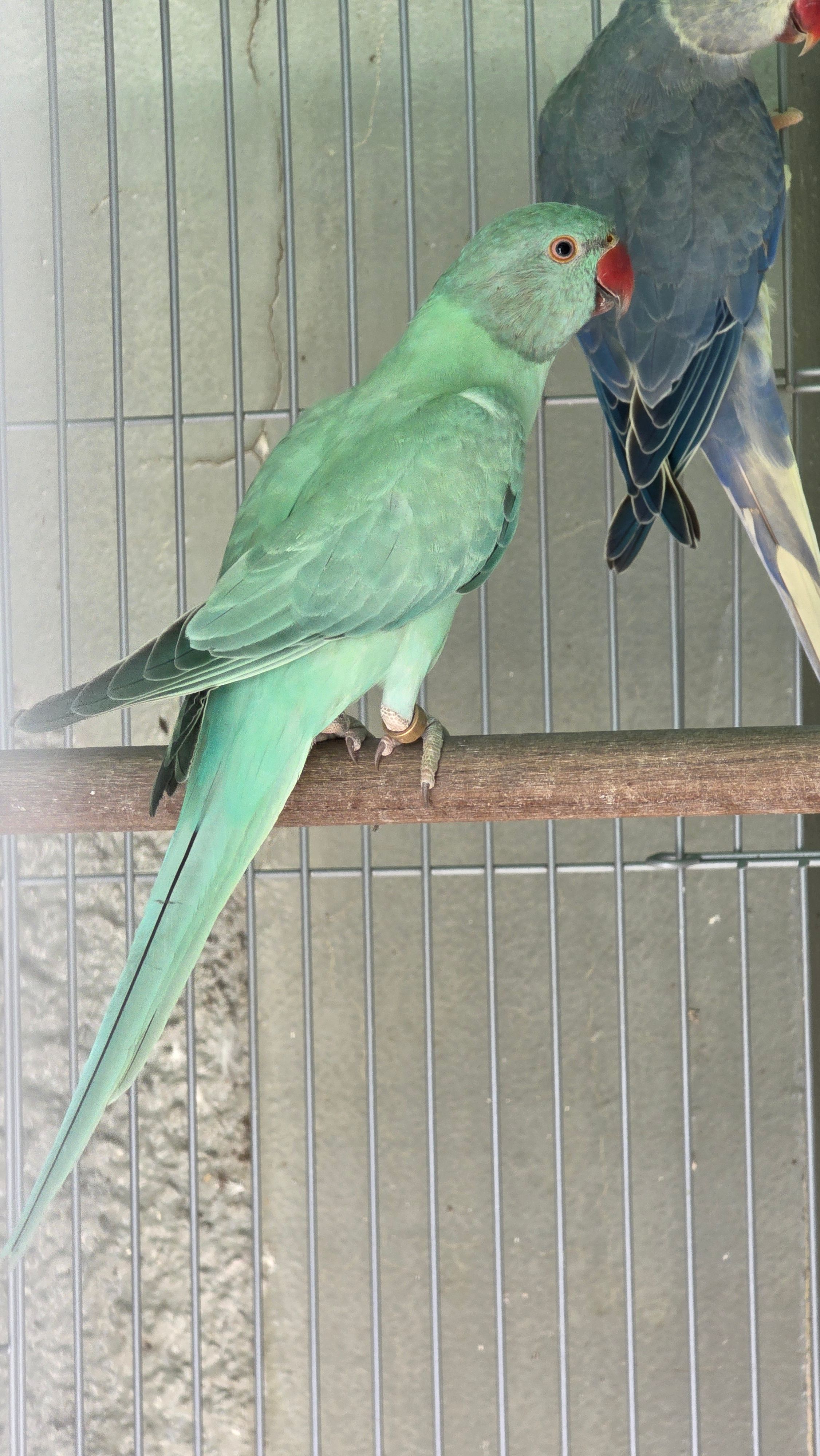 Femea opalina esmeralda