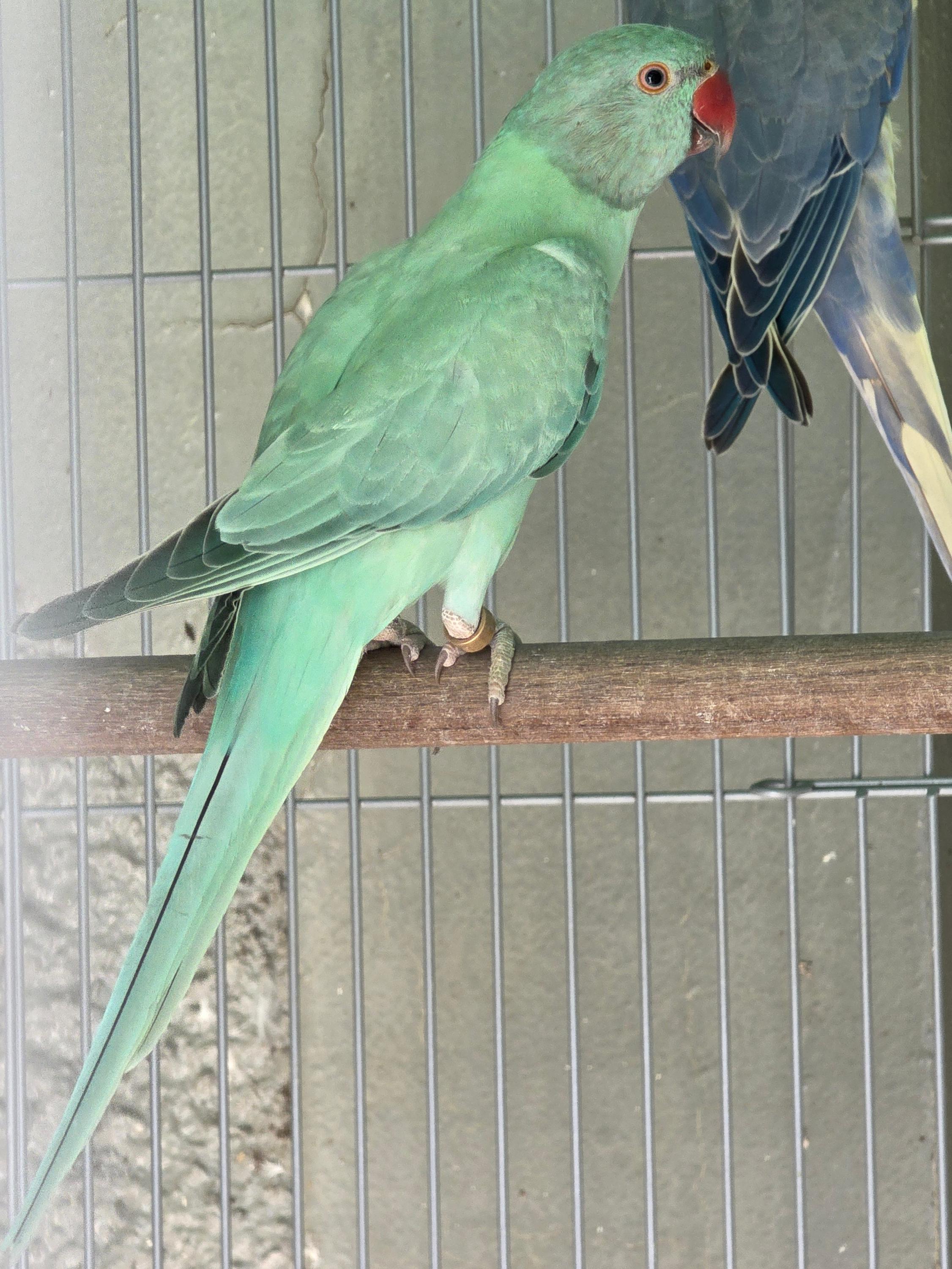 Imagem de Femea opalina esmeralda - 0