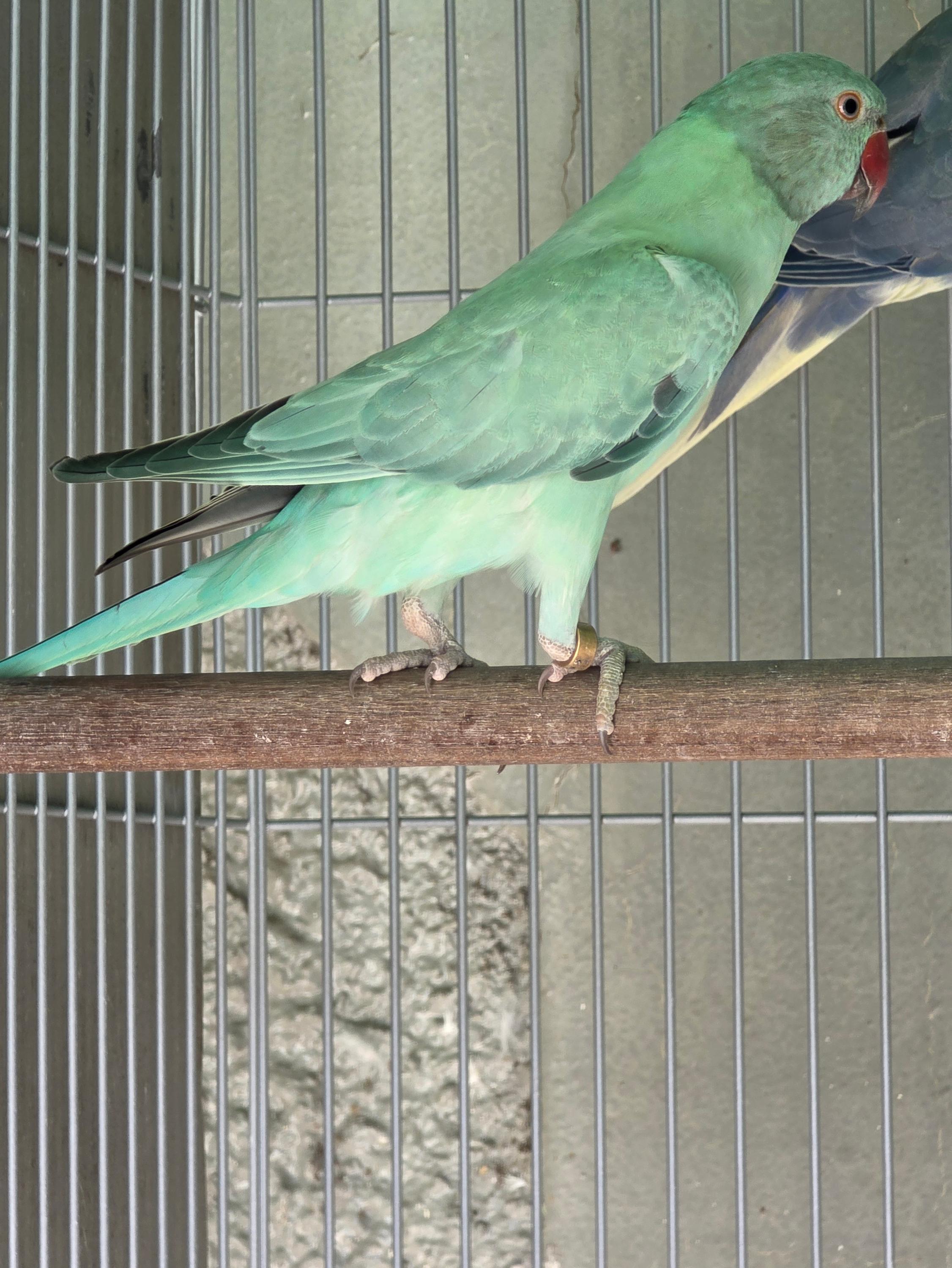 Thumbnail da imagem de Femea opalina esmeralda - 1