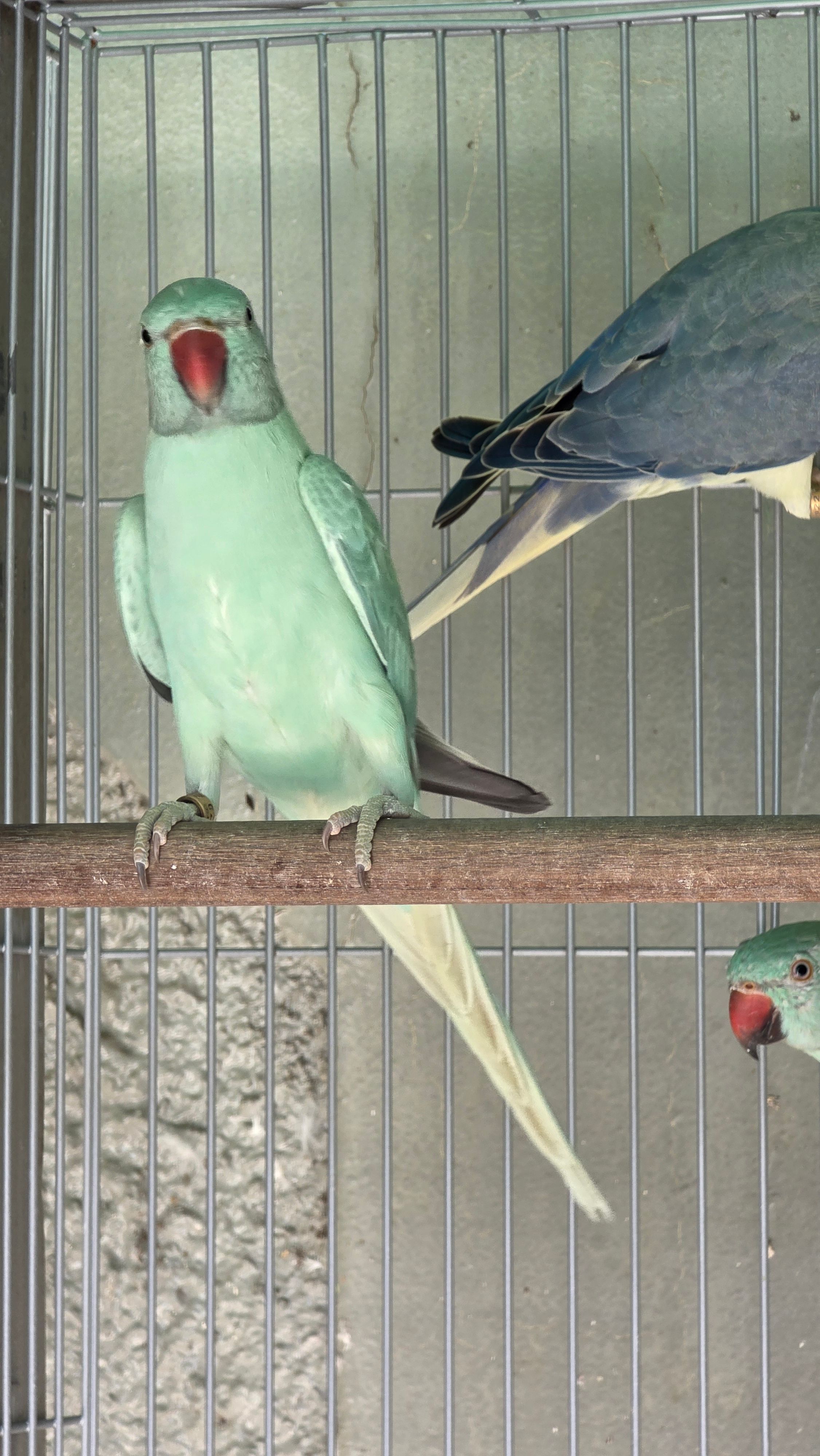 Femea opalina esmeralda