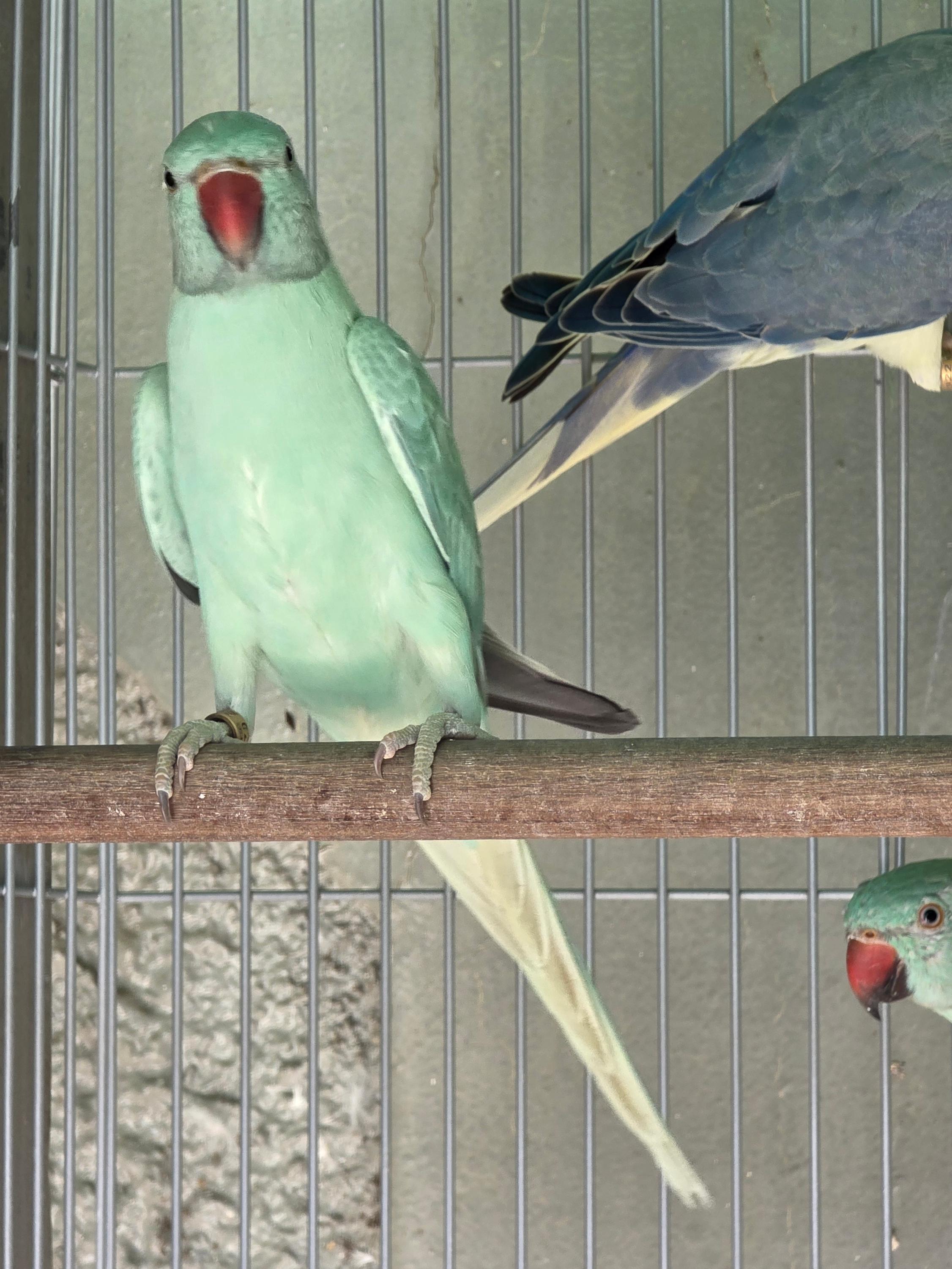 Thumbnail da imagem de Femea opalina esmeralda - 3