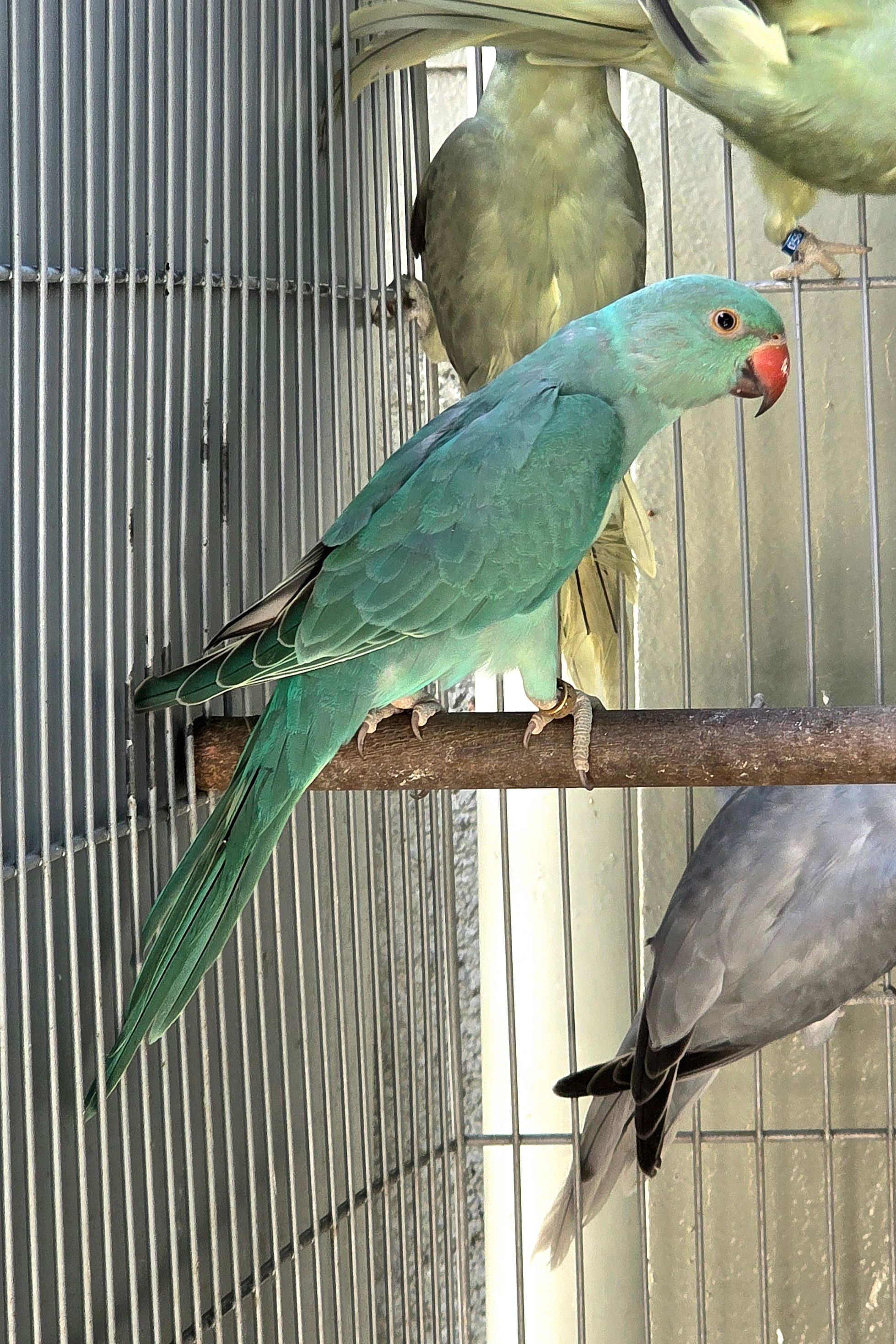 Dispondo de femea esmeralda