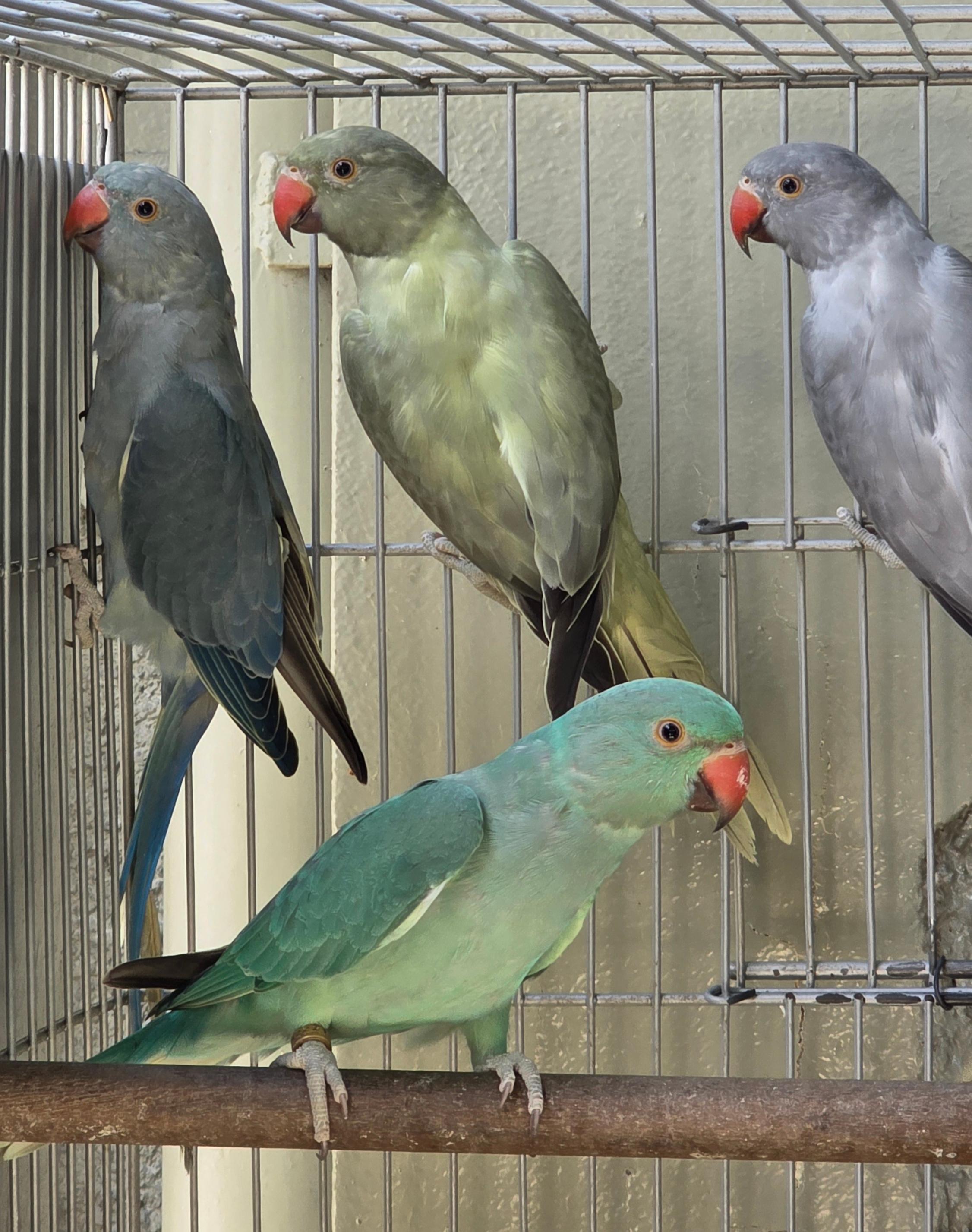 Thumbnail da imagem de Esmeralda cinza Opalino / cleartail - 1