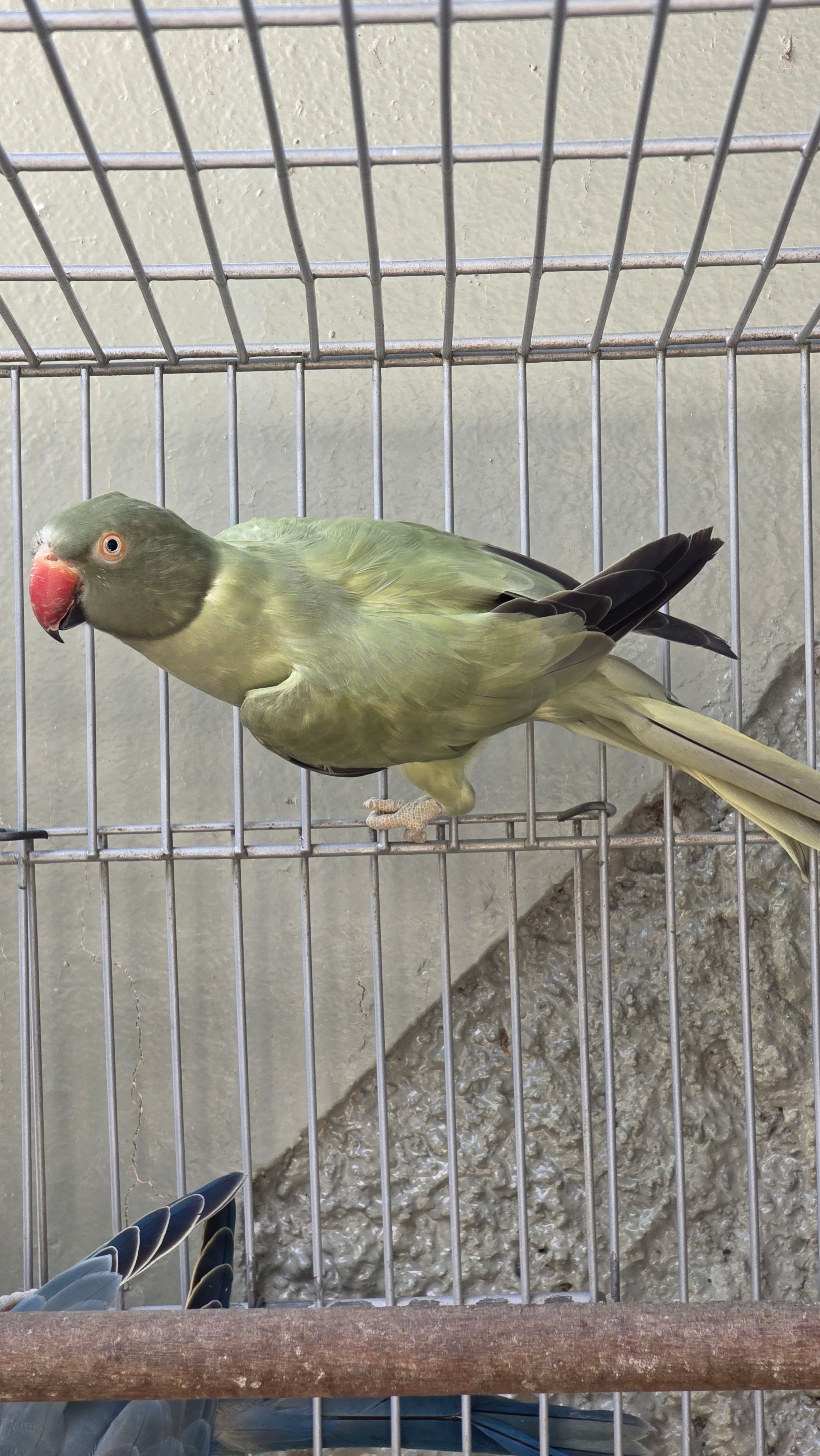 Esmeralda cinza Opalino / cleartail