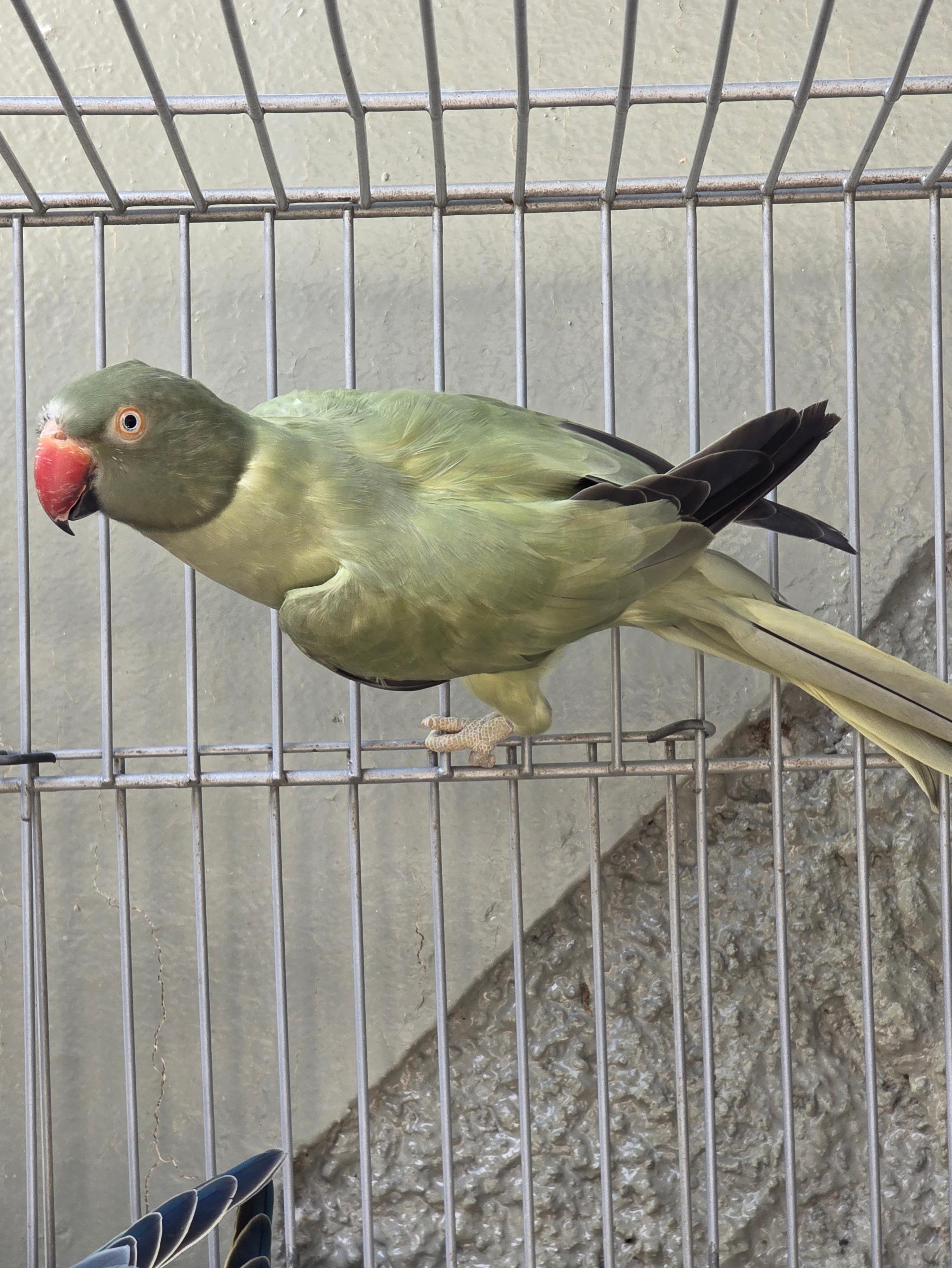 Esmeralda cinza Opalino / cleartail