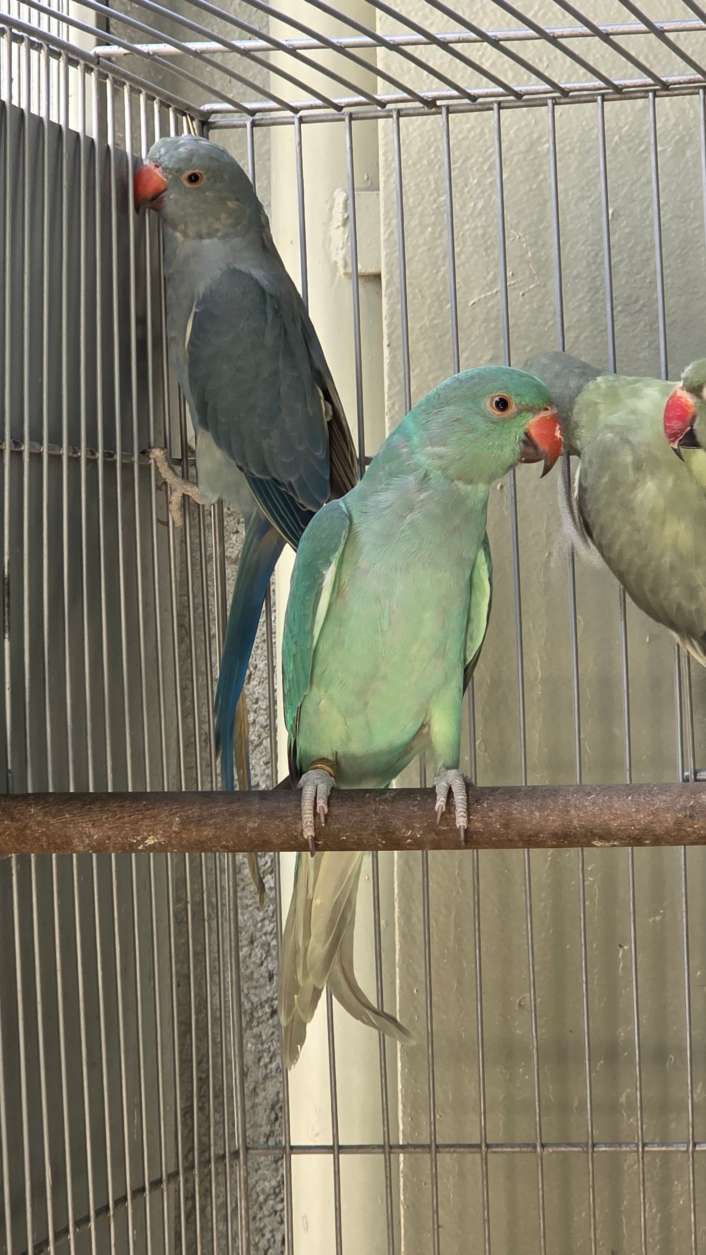 Dispondo de femea esmeralda