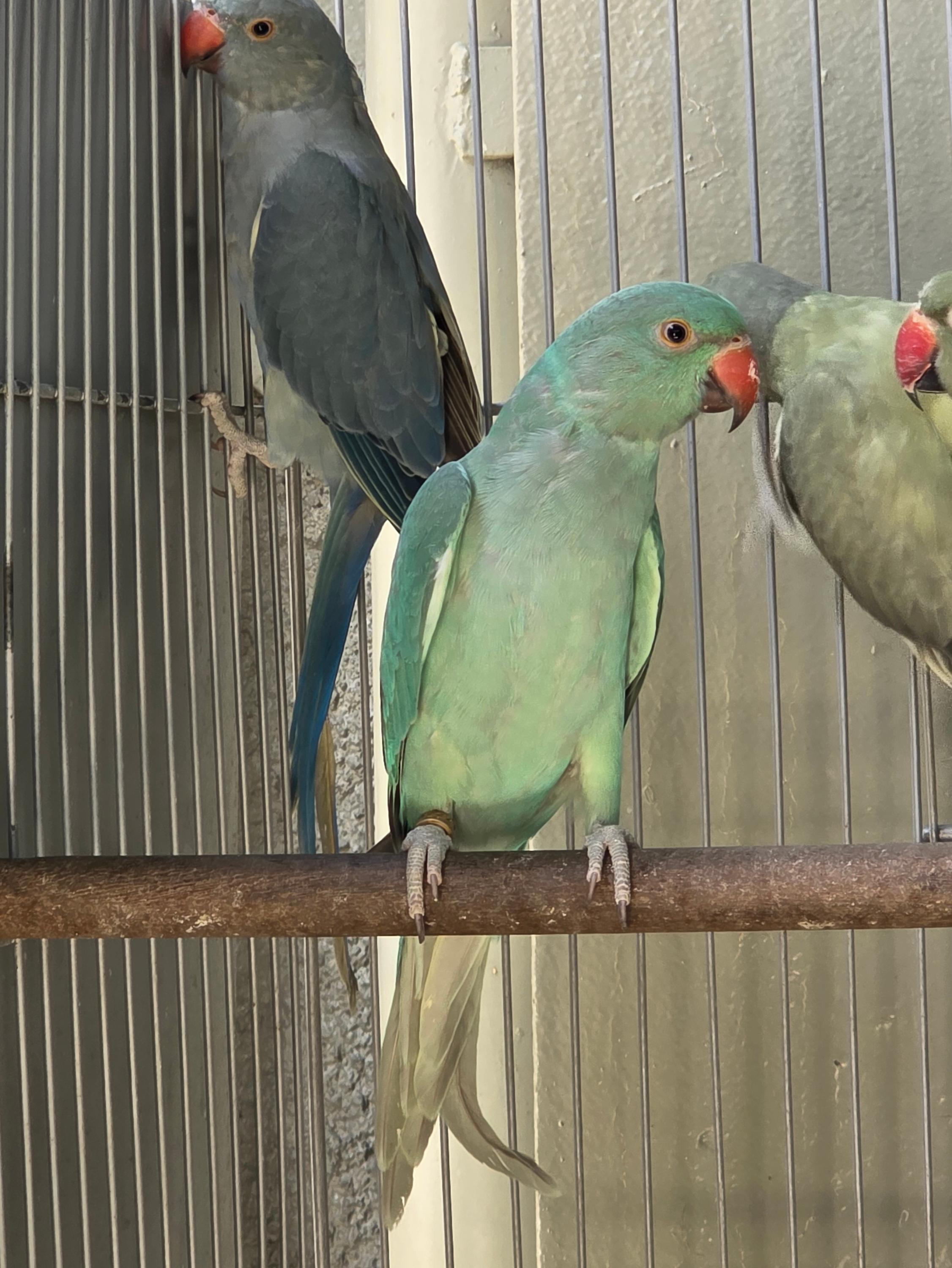 Thumbnail da imagem de Dispondo de femea esmeralda - 1