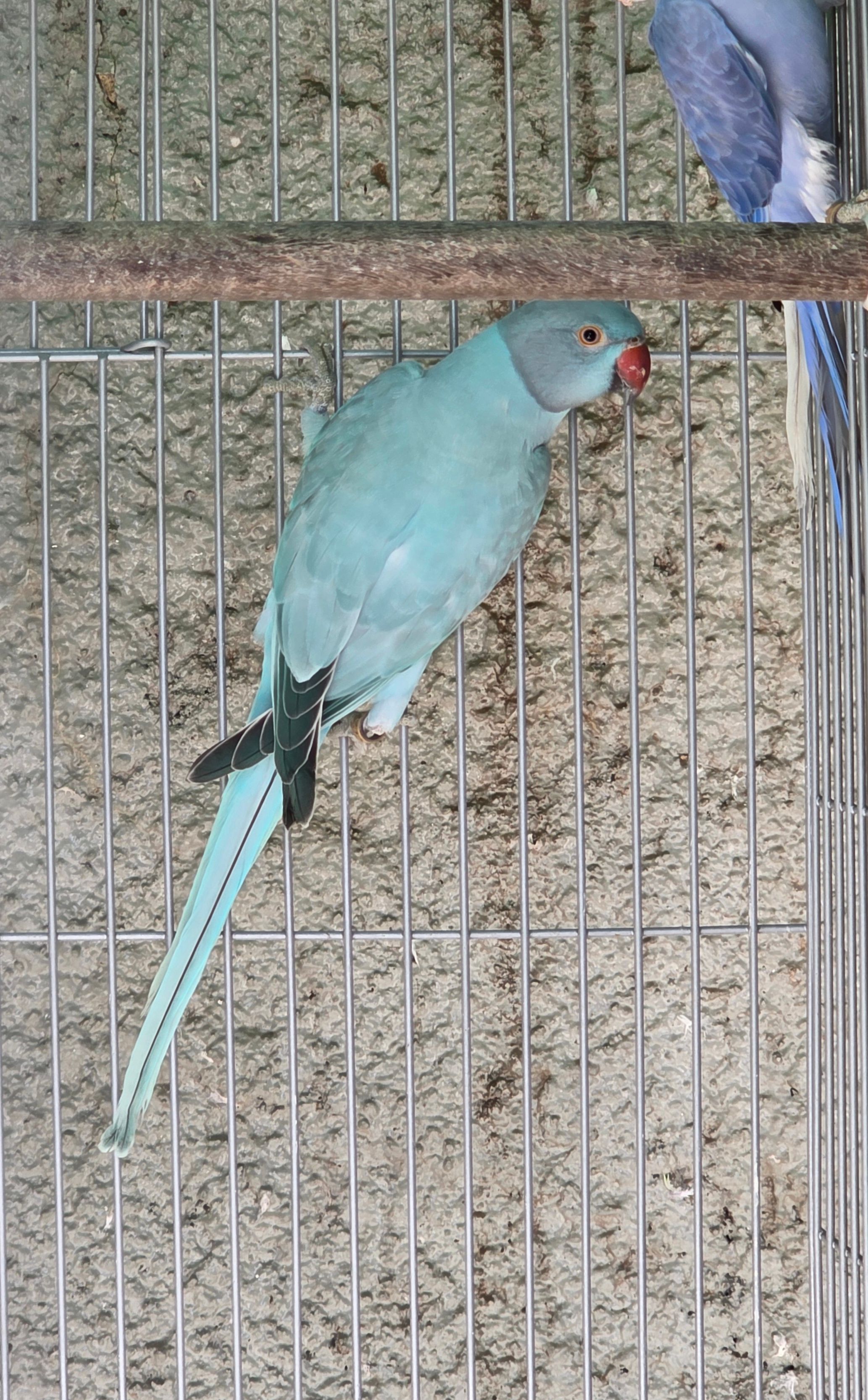 Opalina Azul / Clear