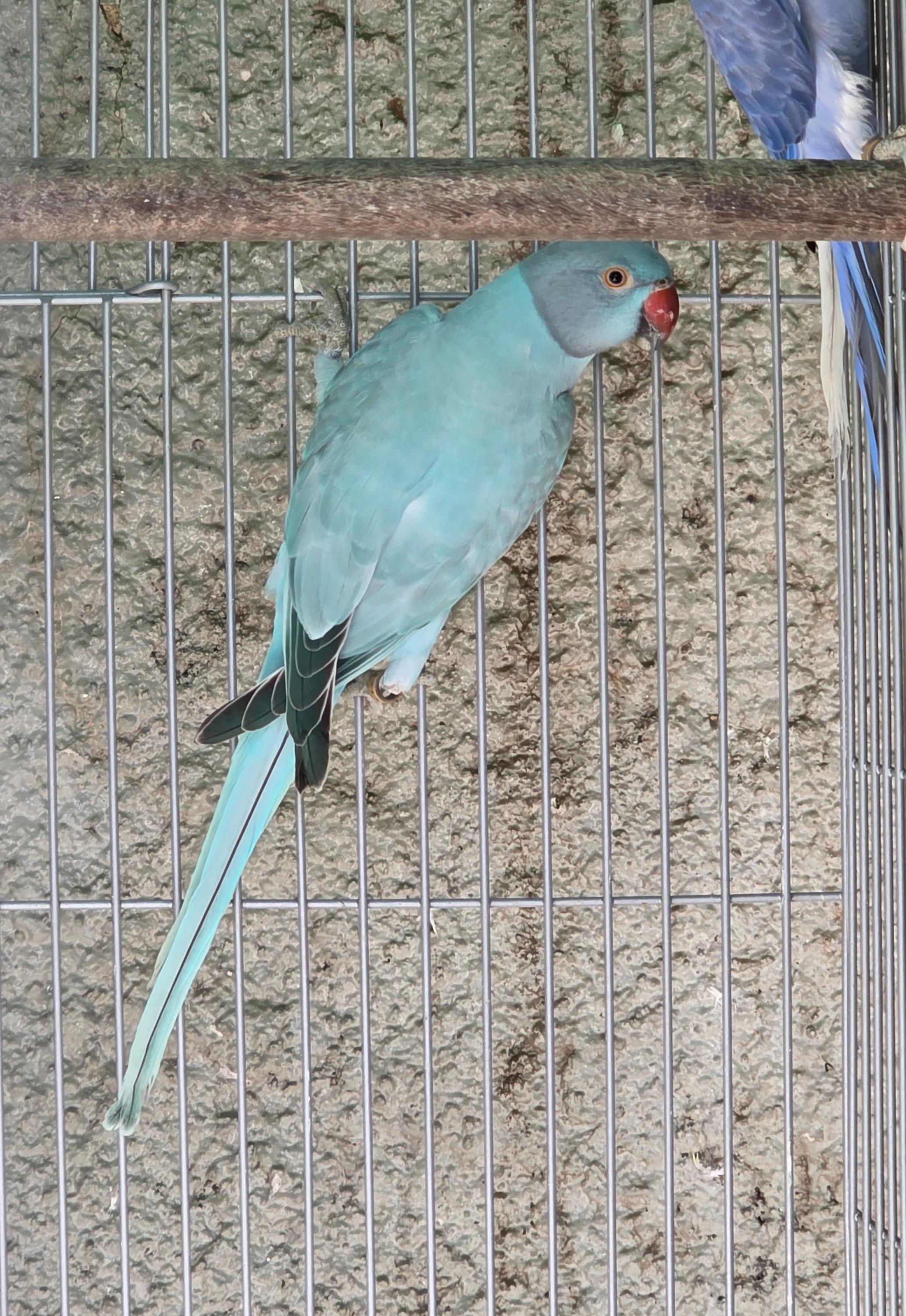 Imagem de Opalina Azul / Clear - 0