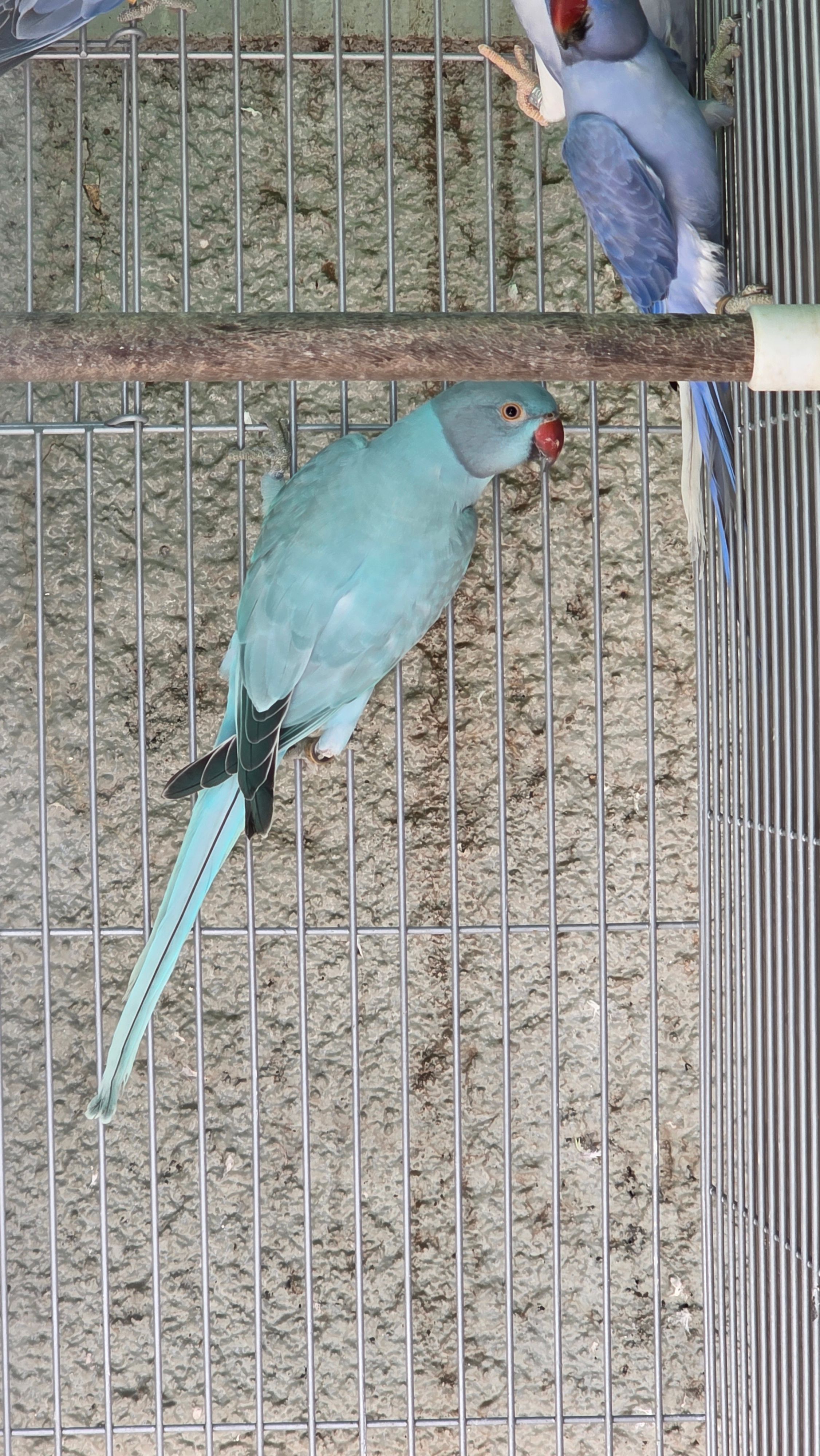 Opalina Azul / Clear