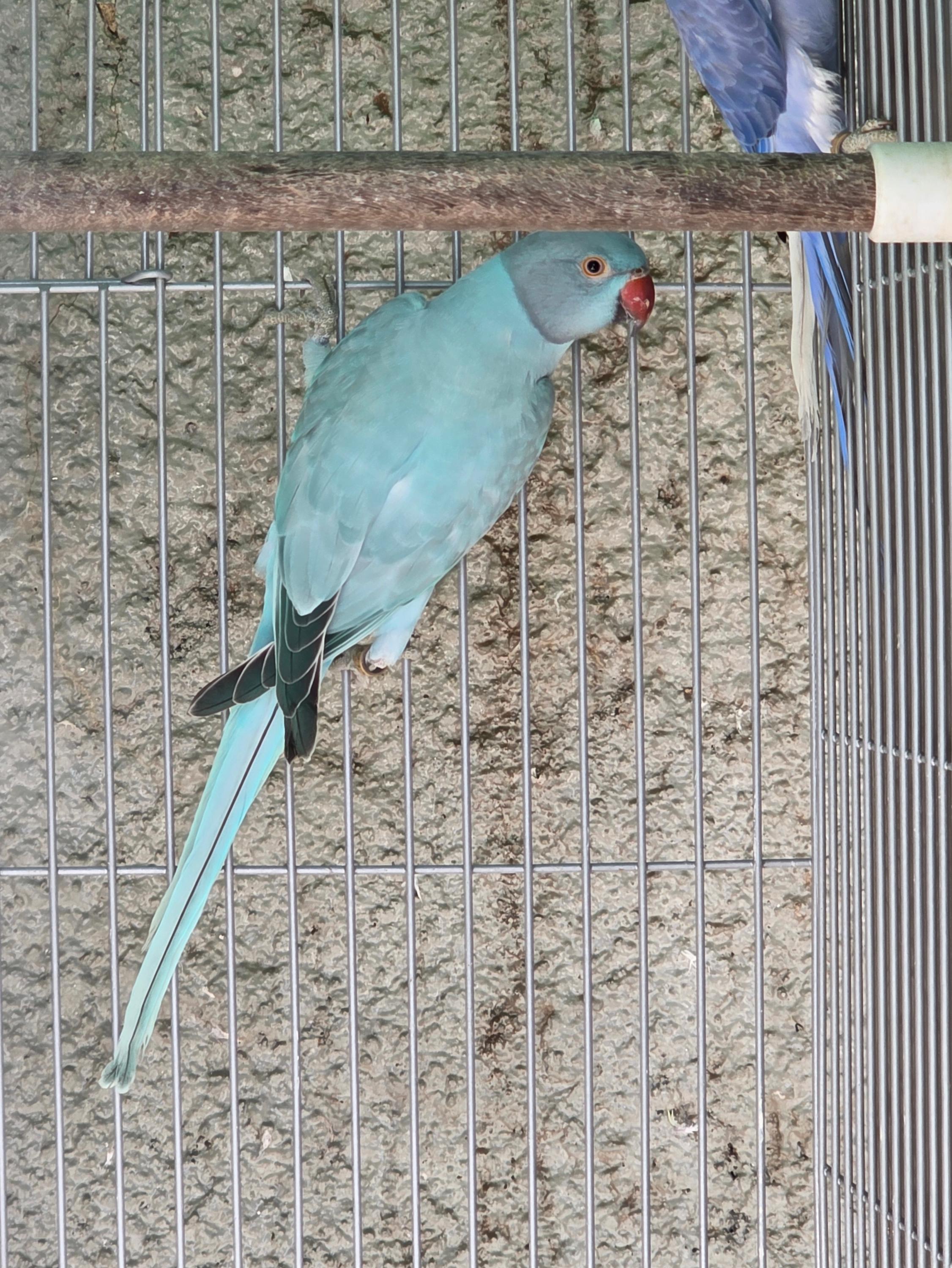 Opalina Azul / Clear