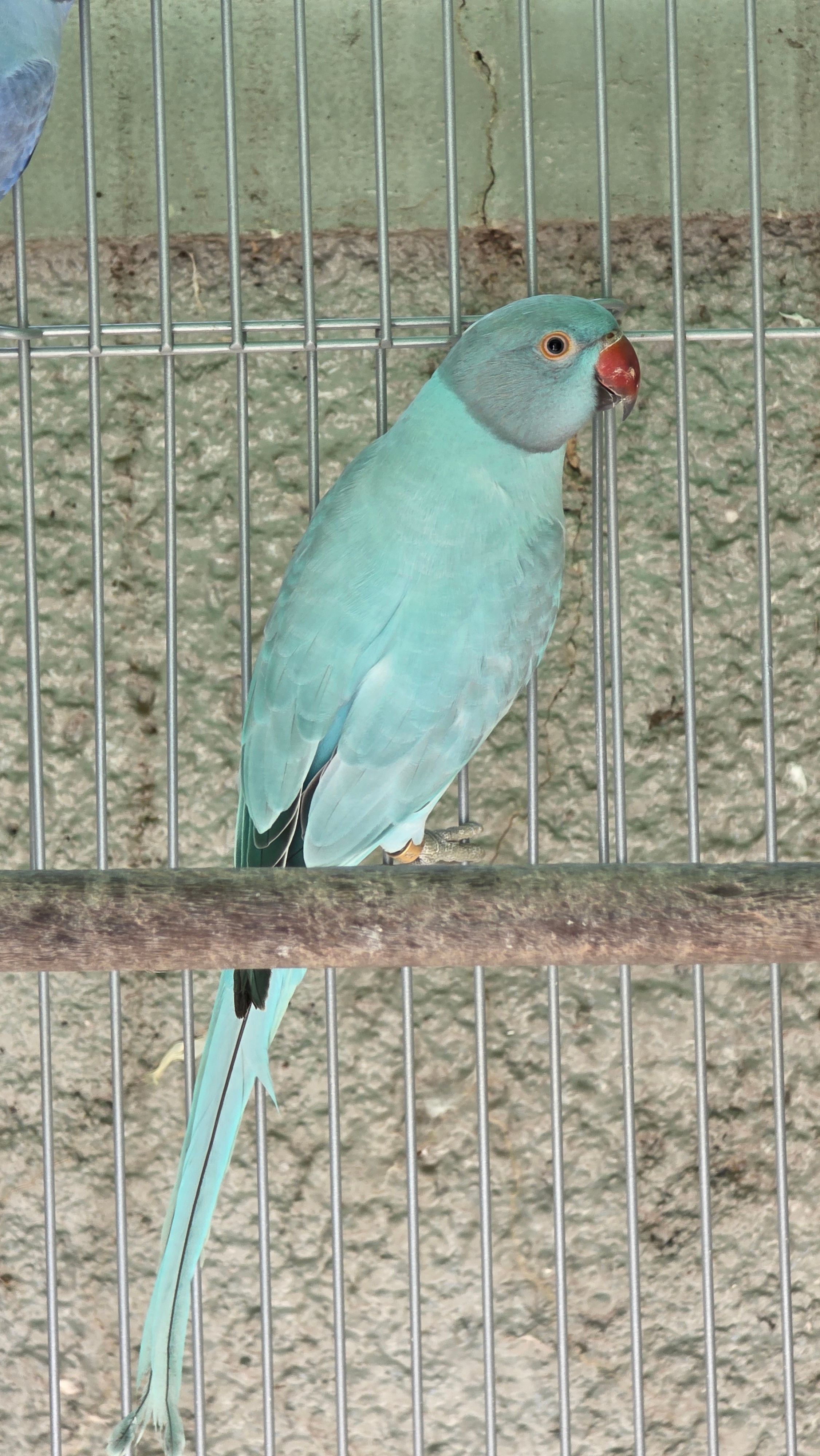 Opalina Azul / Clear