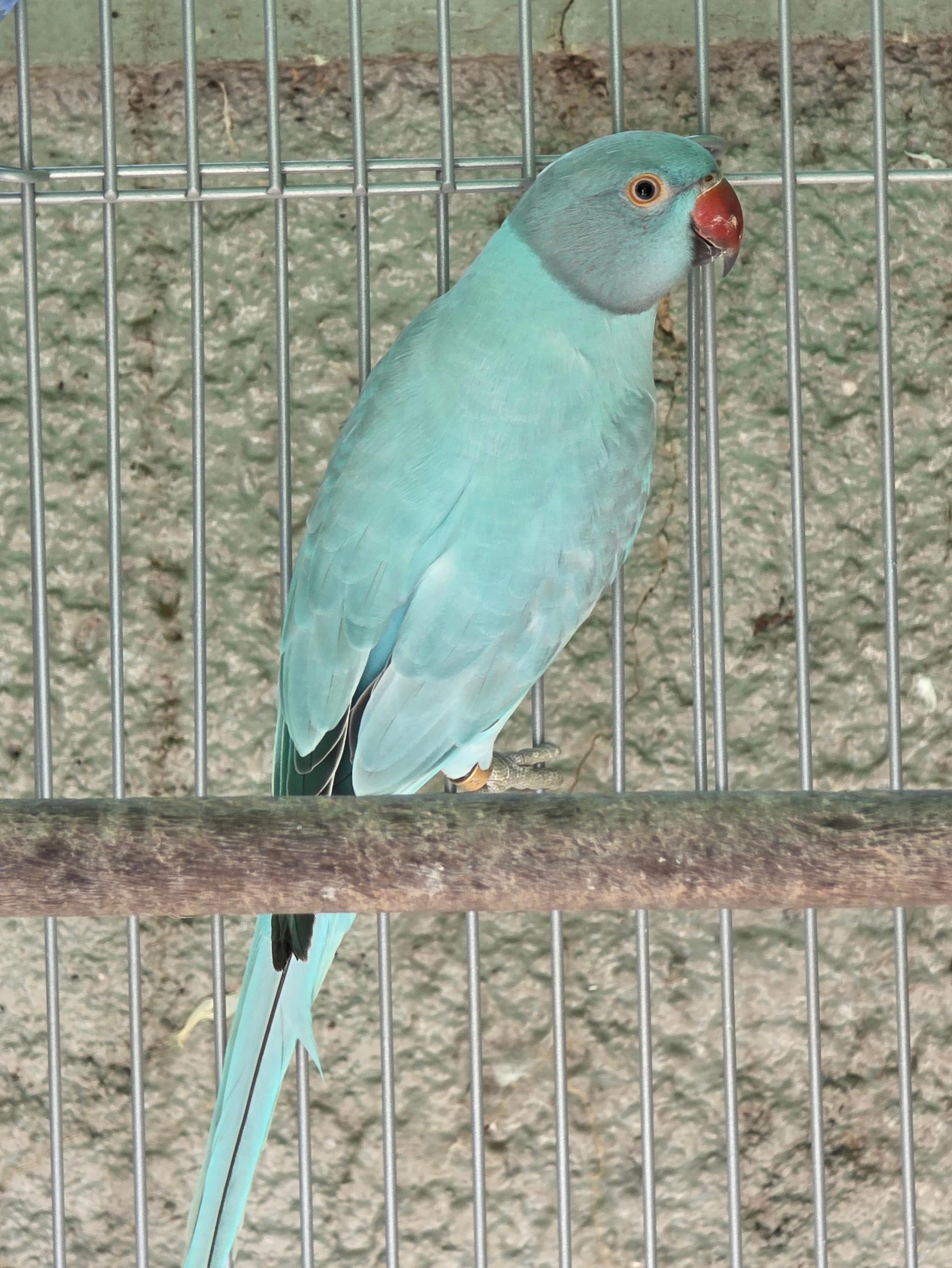 Imagem de Opalina Azul / Clear - 2