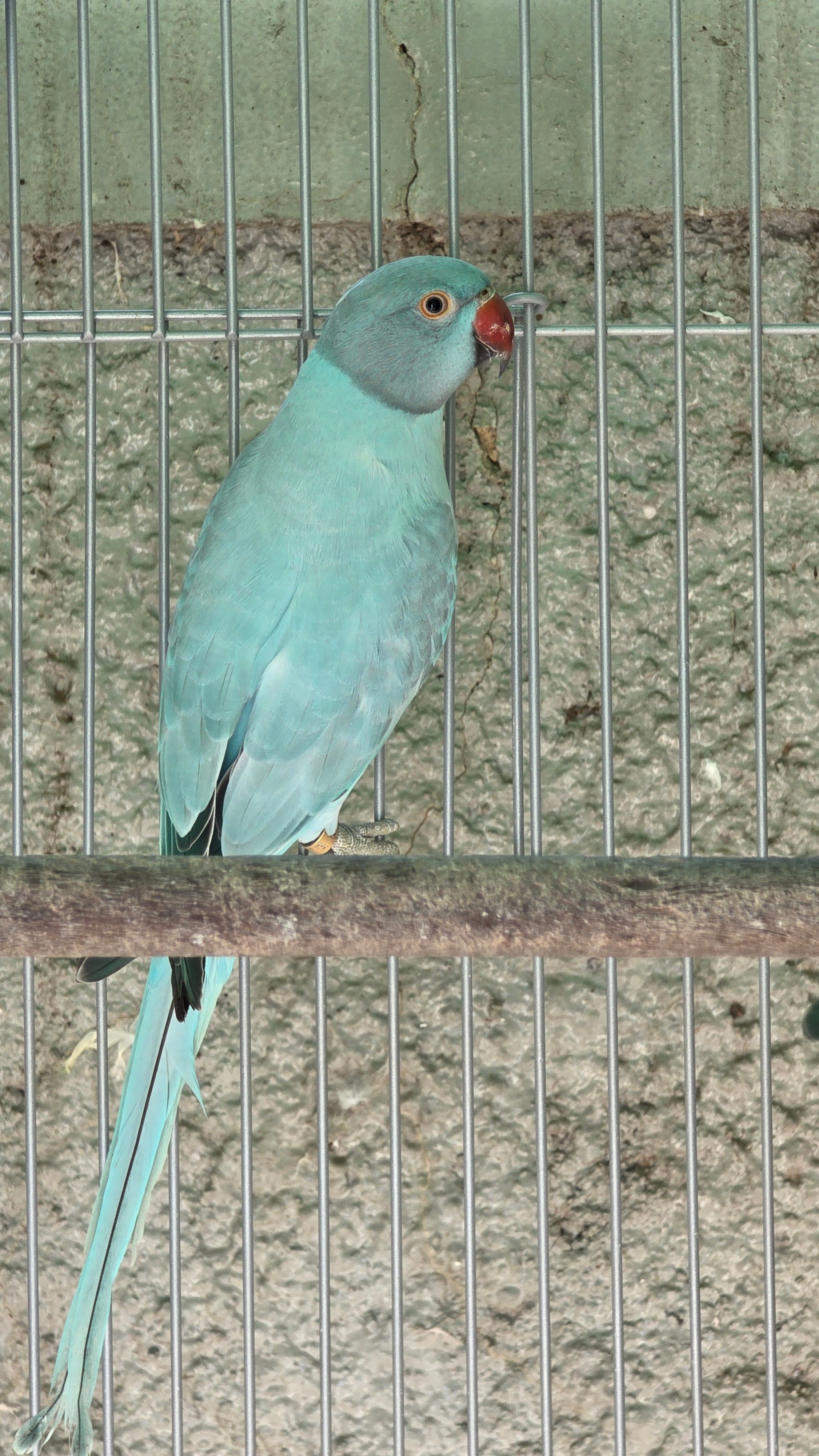 Opalina Azul / Clear