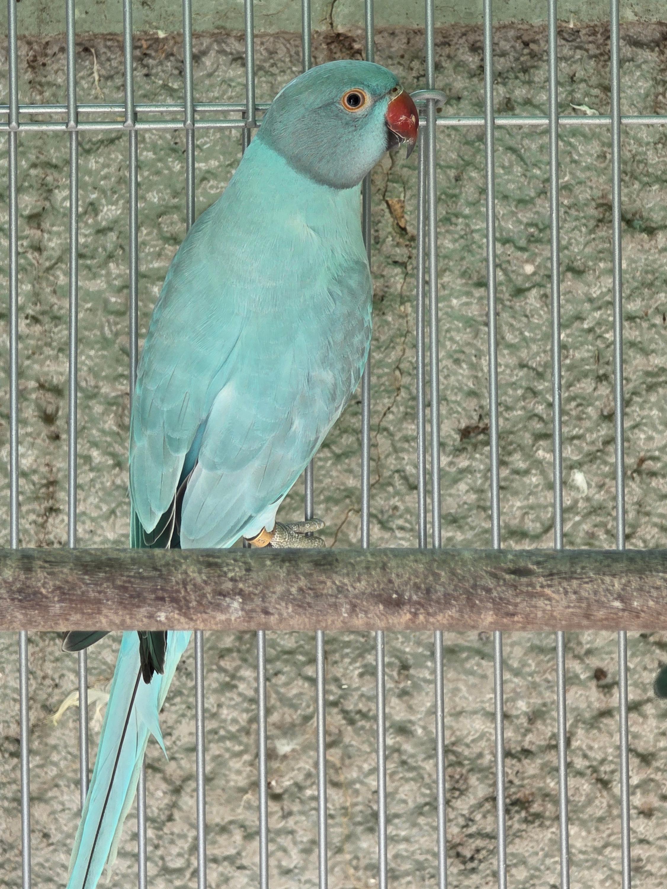 Imagem de Opalina Azul / Clear - 3