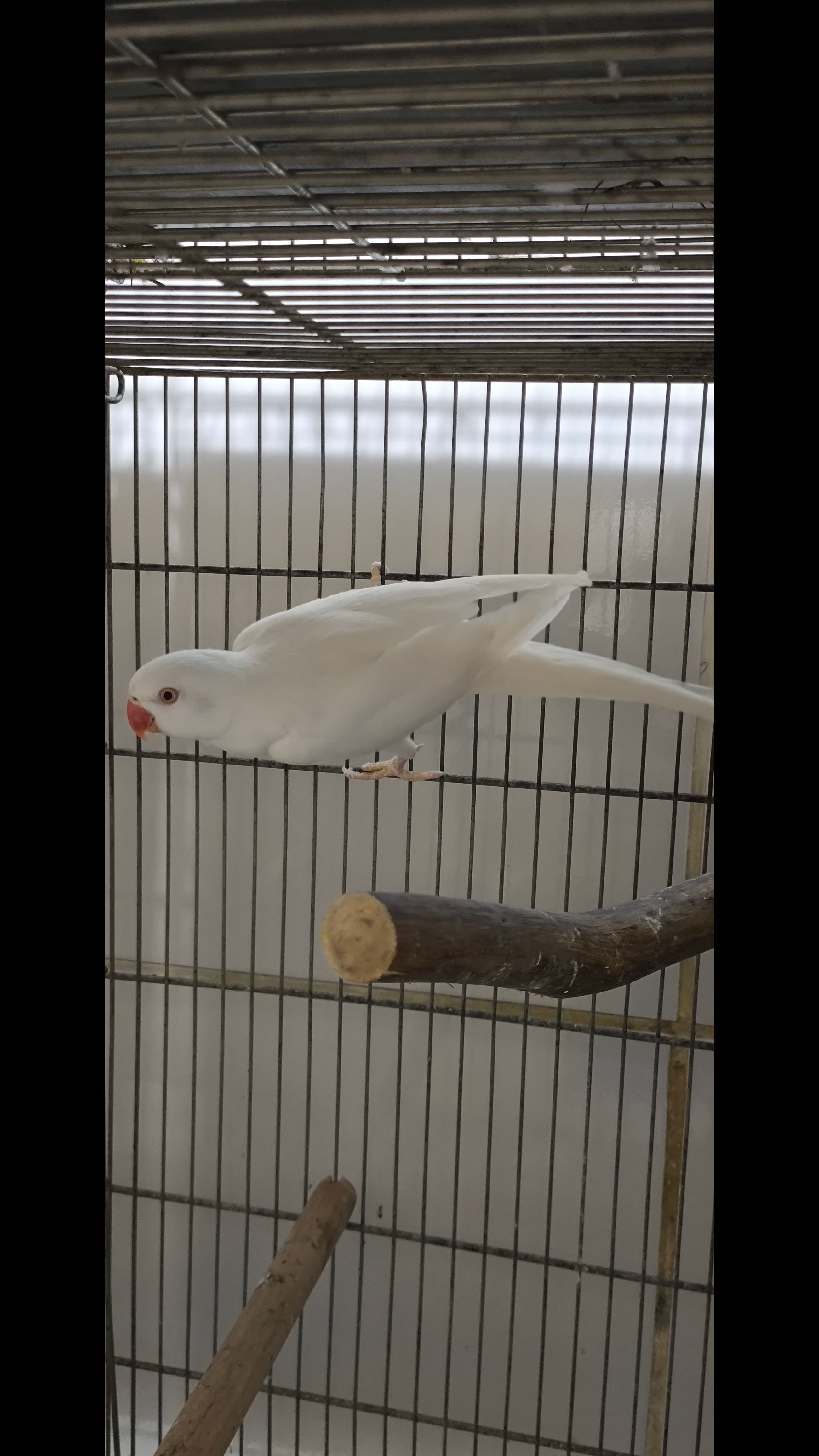 Ring Neck macho albino reprodutor 