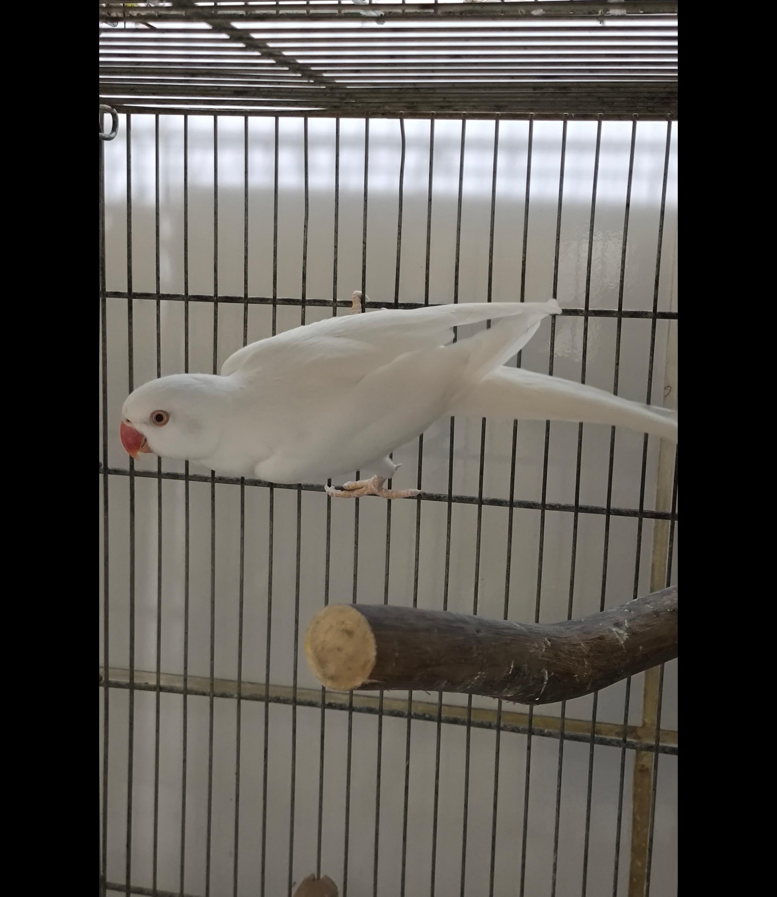 Imagem de Ring Neck macho albino reprodutor - 0