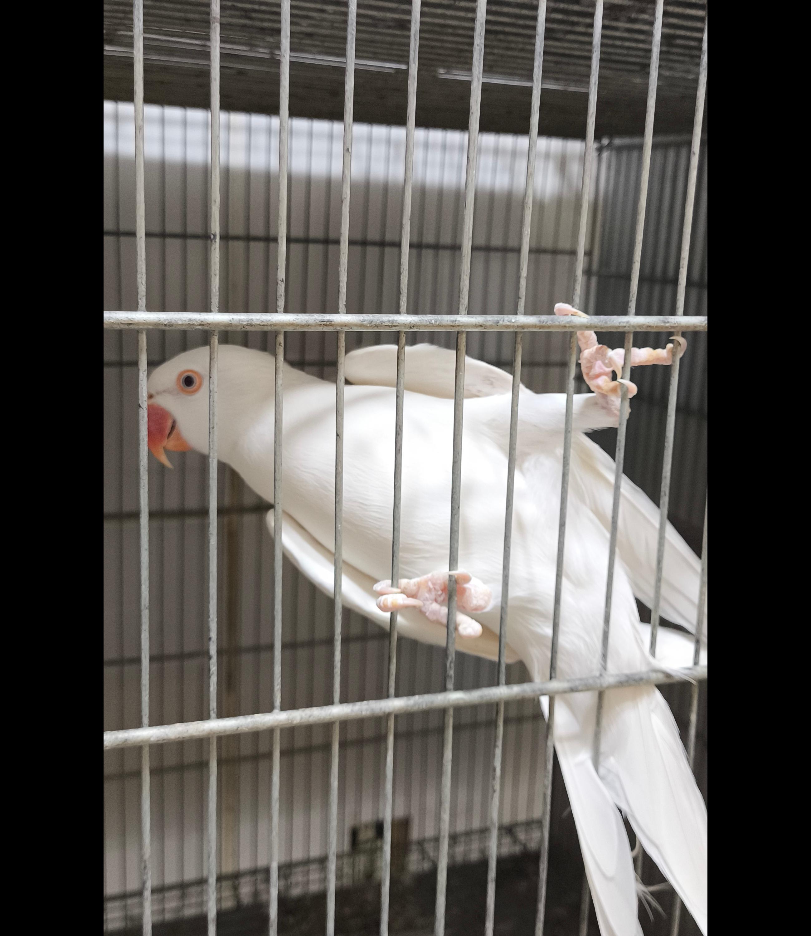 Ring Neck macho albino reprodutor