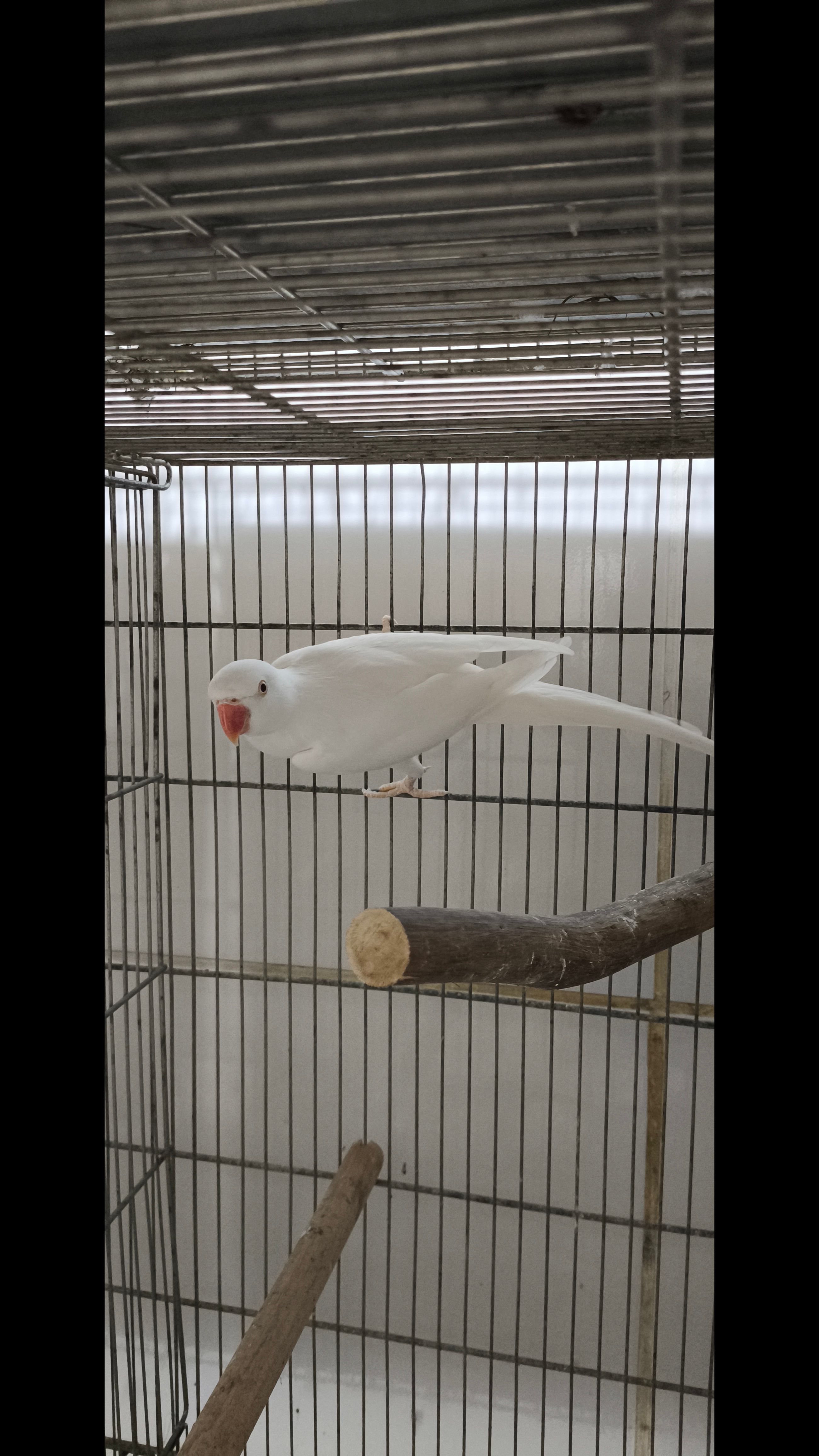 Ring Neck macho albino reprodutor 