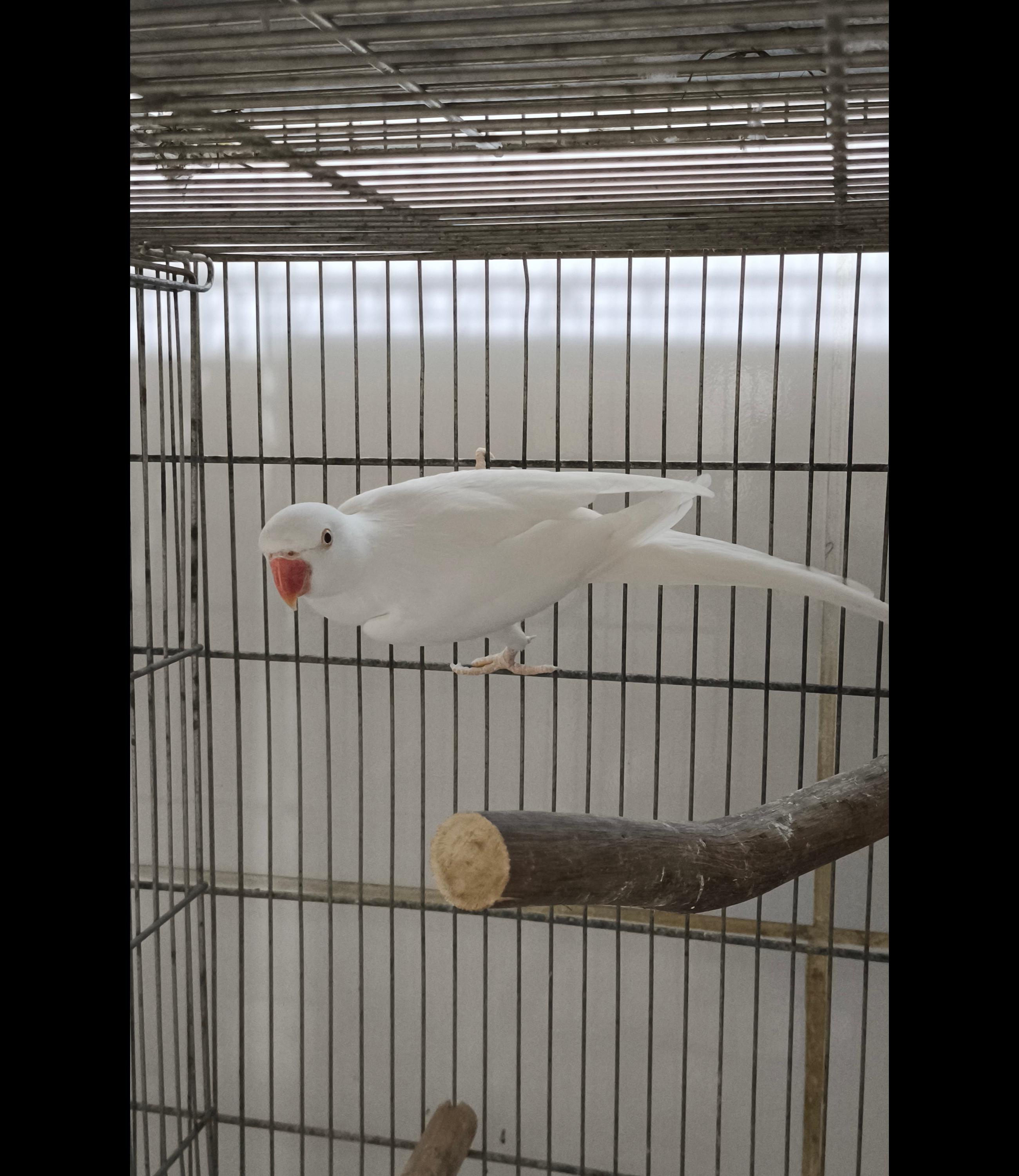 Thumbnail da imagem de Ring Neck macho albino reprodutor - 2