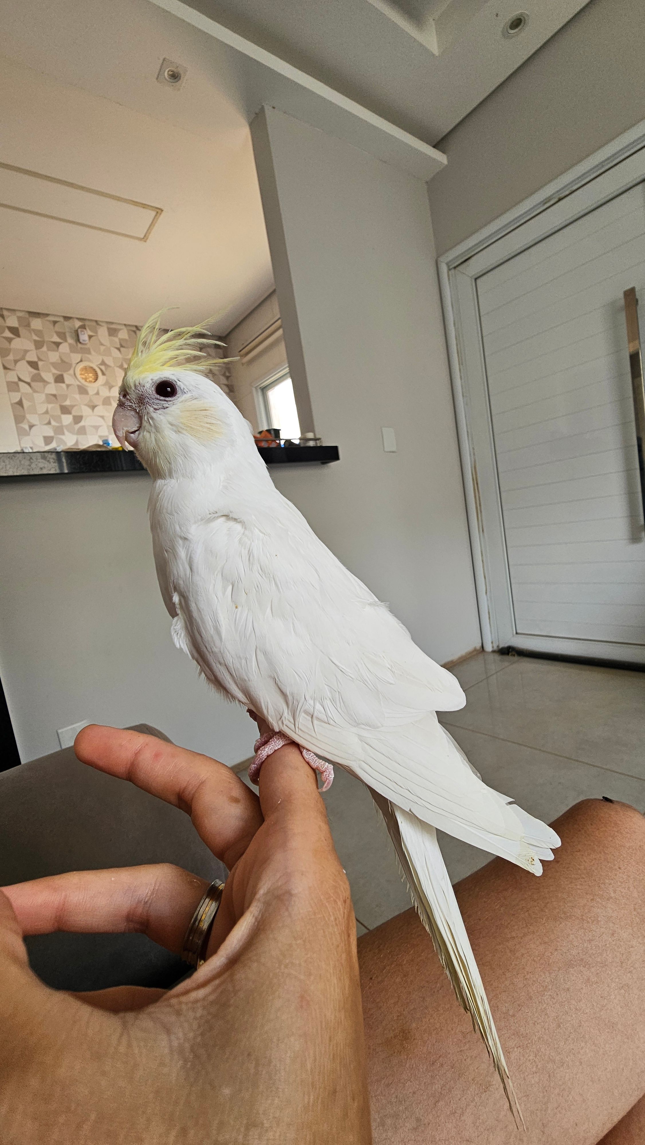 Calopsita Cream Face INO