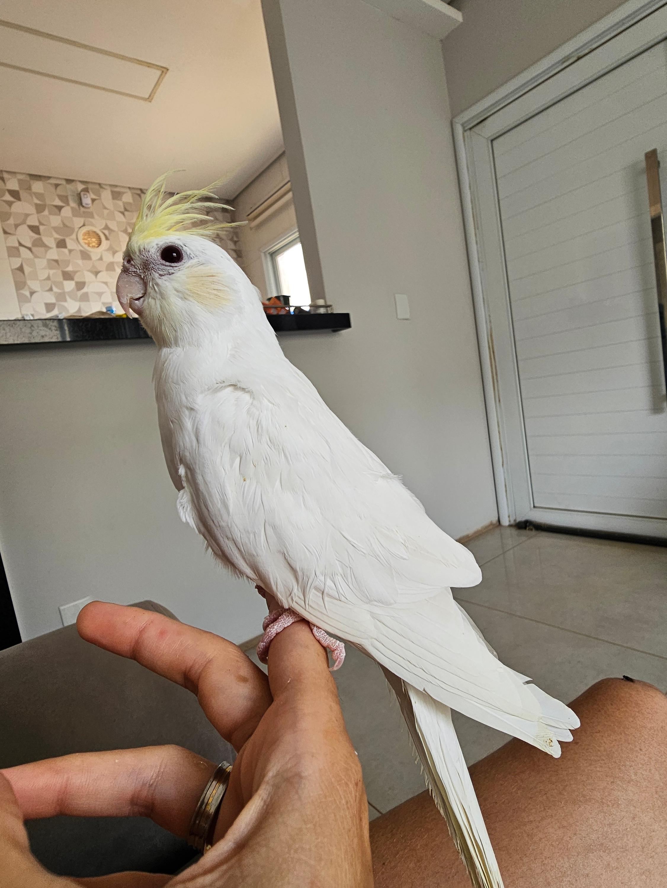 Calopsita Cream Face INO