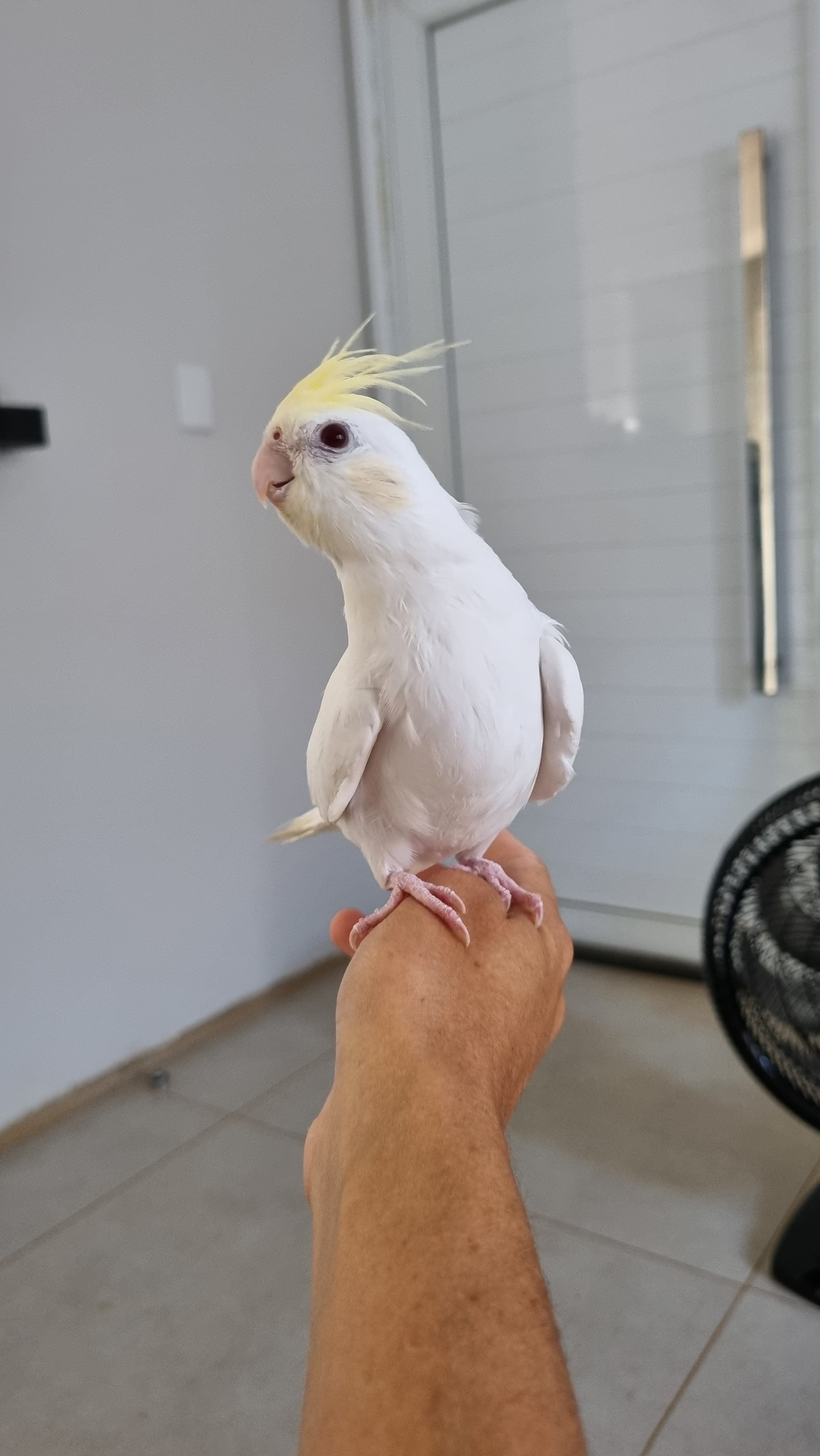 Calopsita Cream Face INO