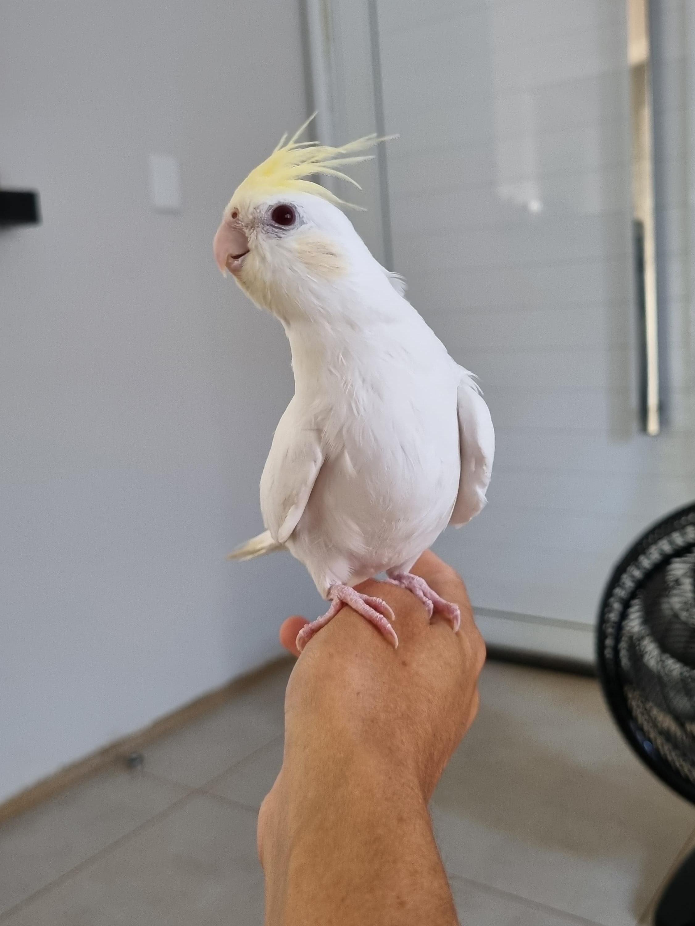 Imagem de Calopsita Cream Face INO - 0