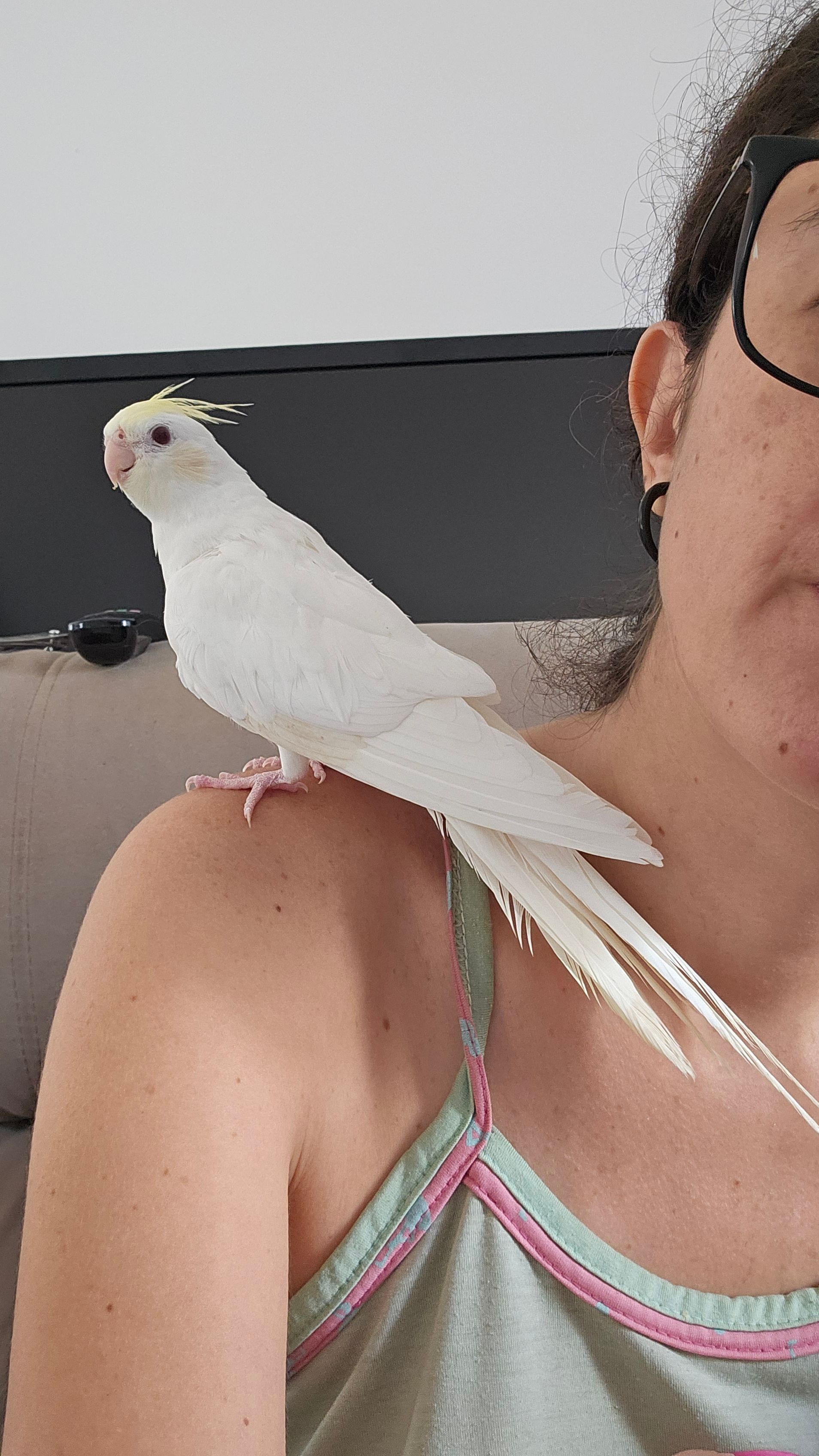 Calopsita Cream Face INO