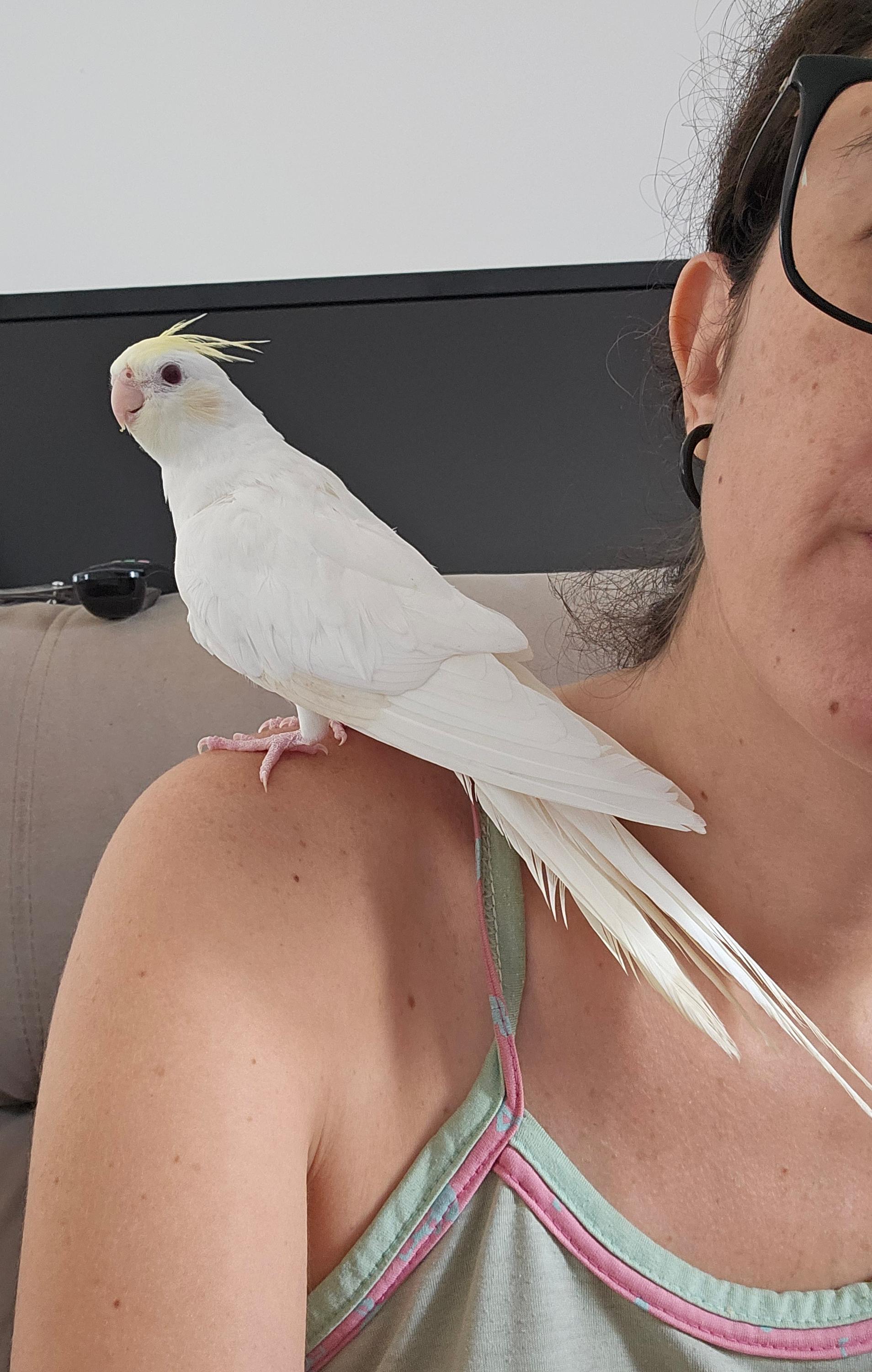 Imagem de Calopsita Cream Face INO - 2